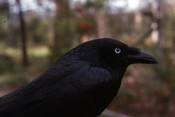 Black Raven primo piano