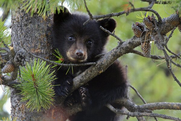 Ours sur le pin attend maman