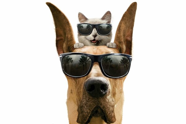 Mezcla de la imagen de un gato y un perro con gafas sobre un fondo blanco