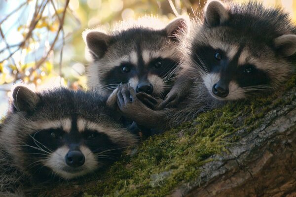 Eine Familie von Waschbären ruht auf einem Baum