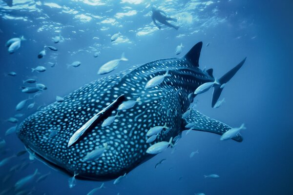 Blue whale surrounded by small fish