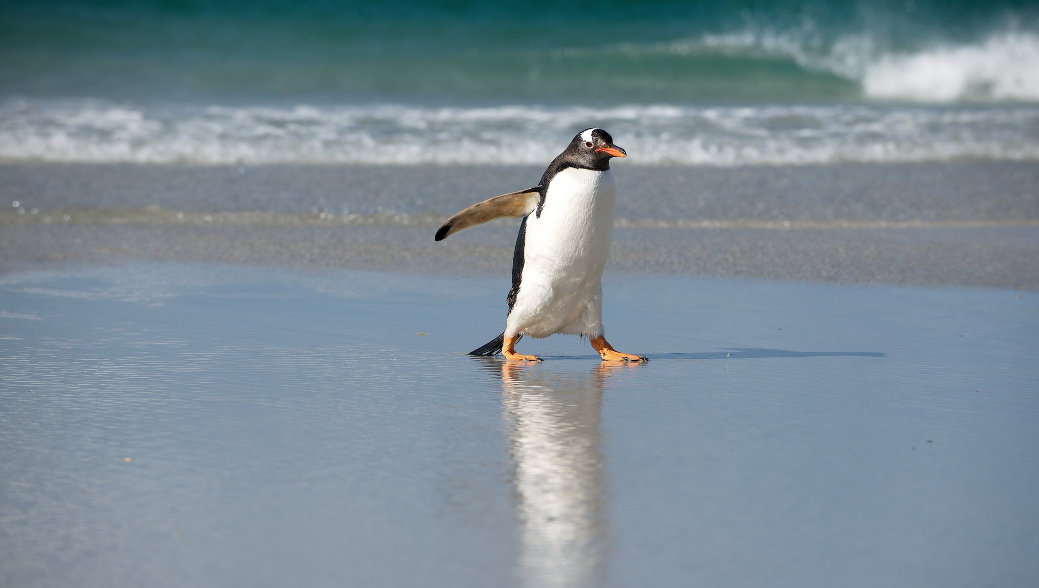 pingüino mar norte naturaleza