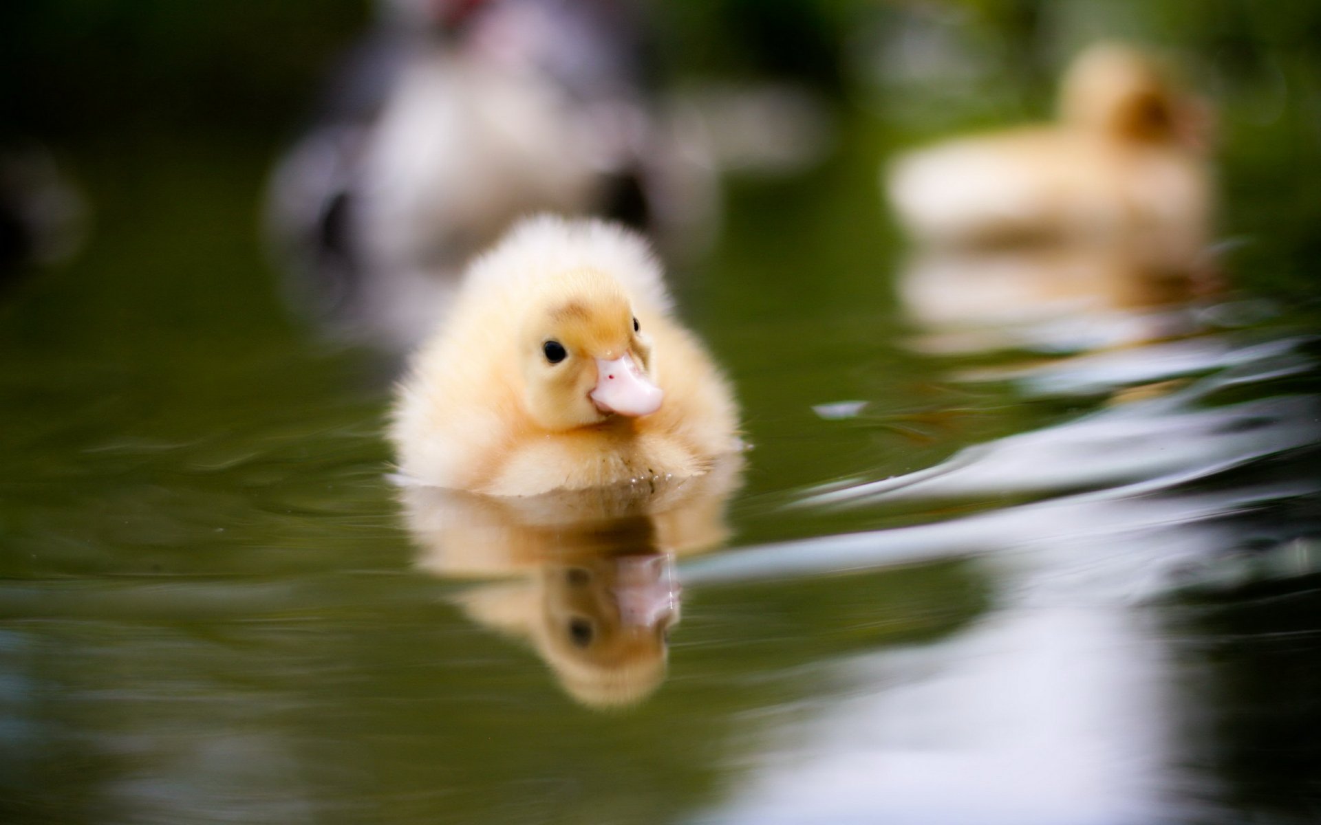 duck water nature