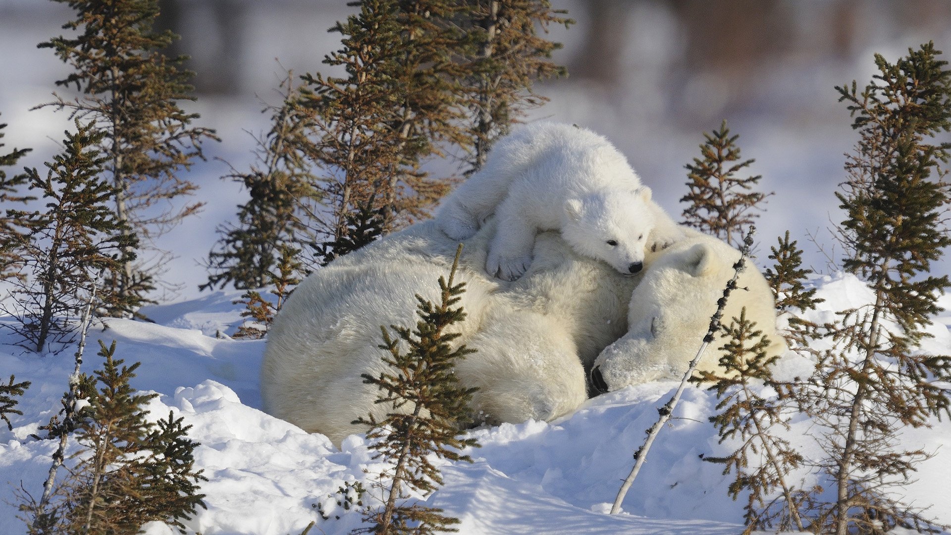 mother babe baby dipper medvezhenok sleeping white bears in the snow