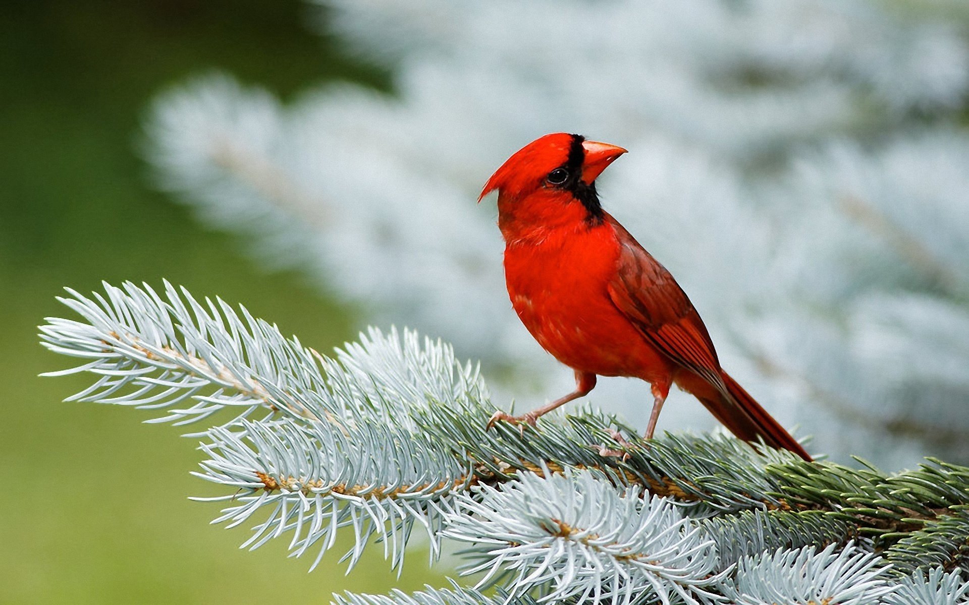 cardinal oiseau rouge aiguilles épinette