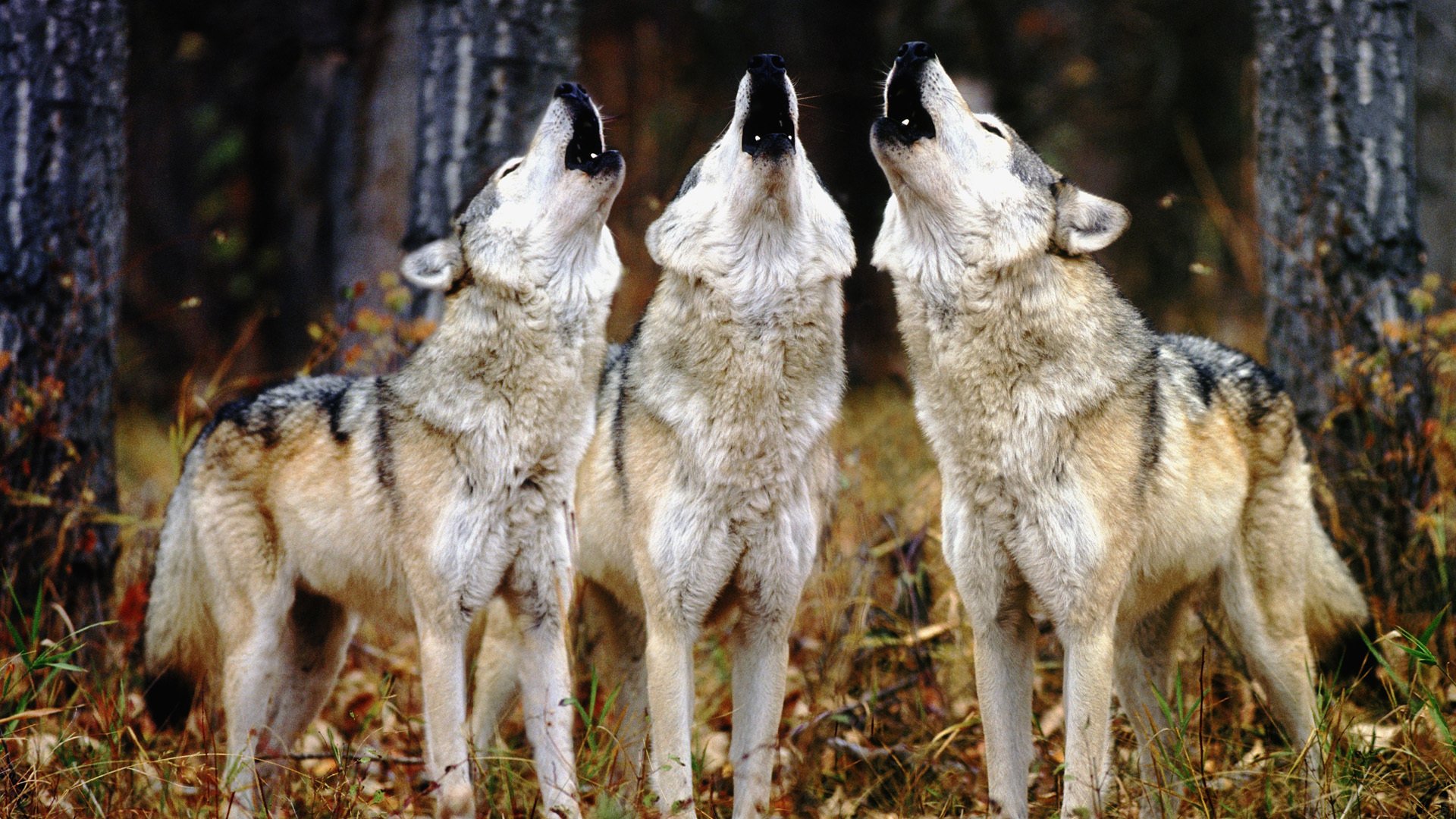 les loups trois hurlent