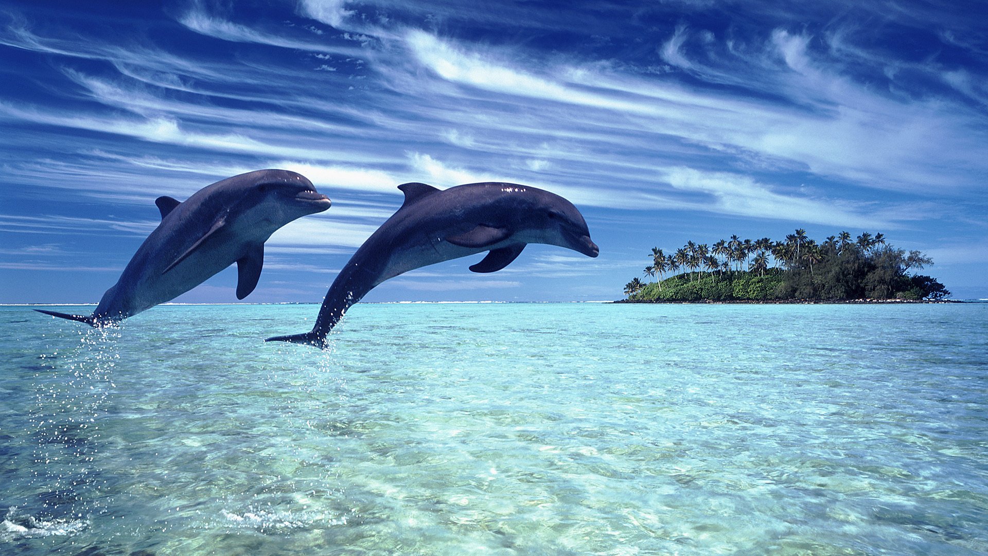 nature paysage dauphins mer ciel