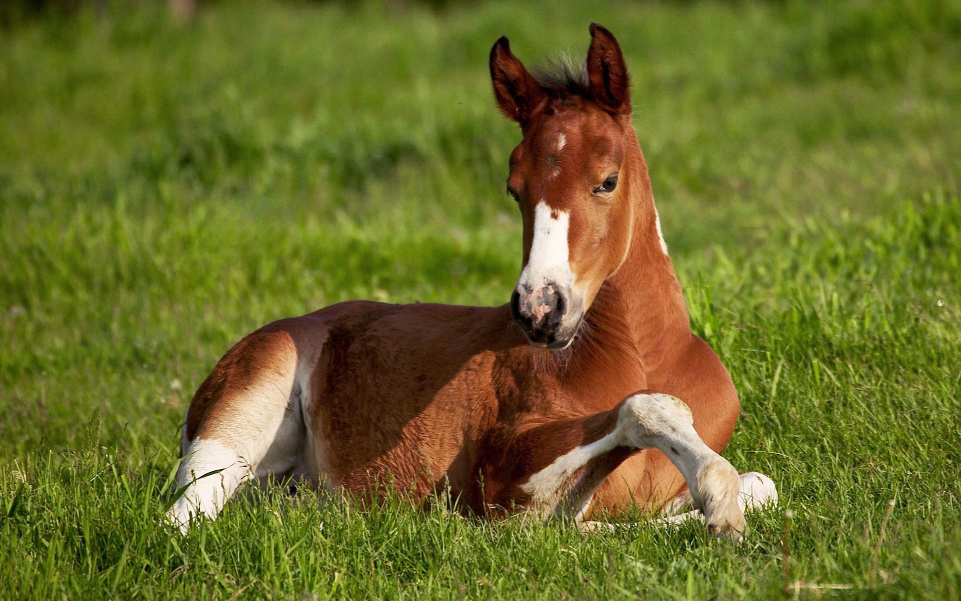 fondo campo hierba caballo jirafa