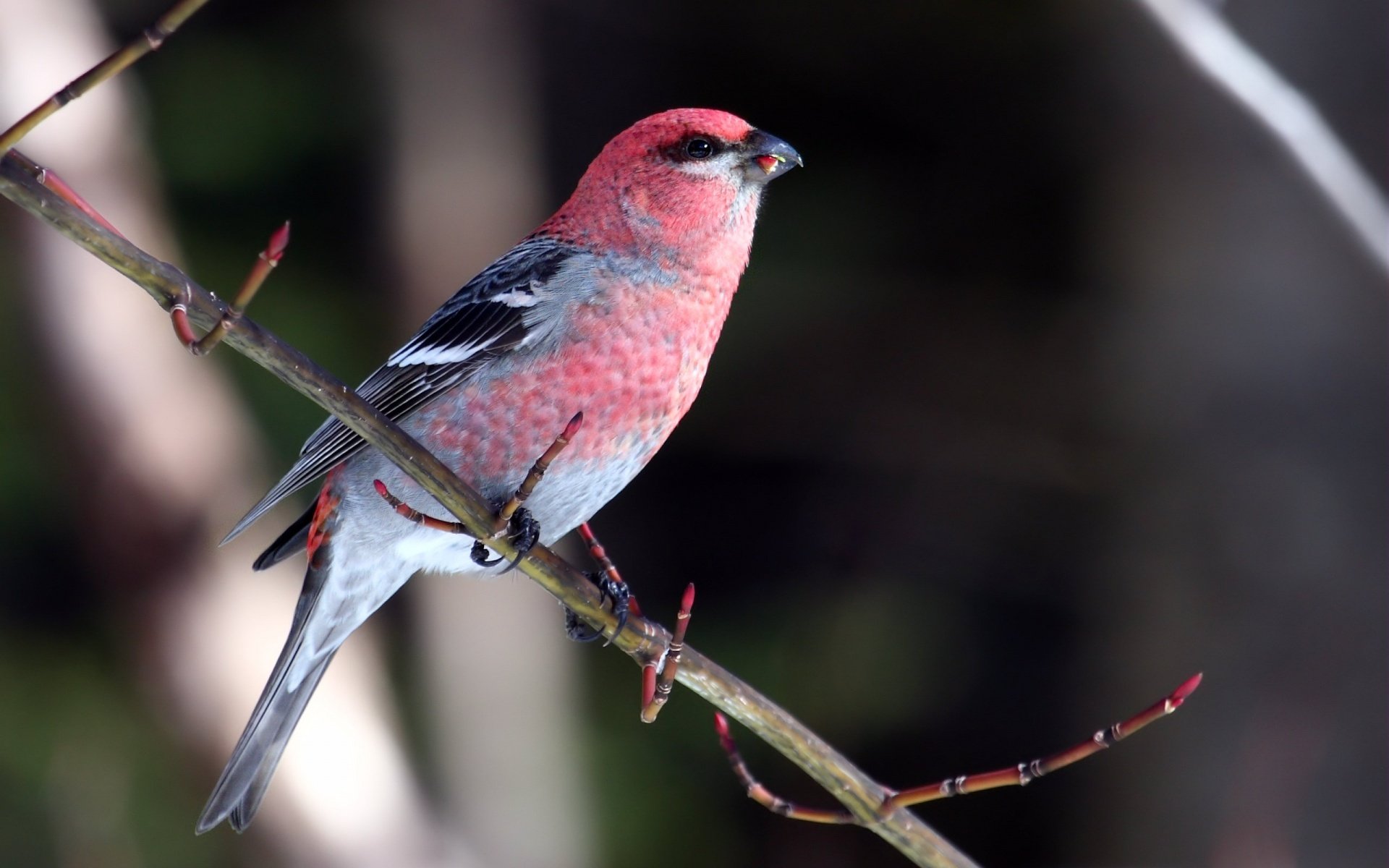 bird crossbill on a branch