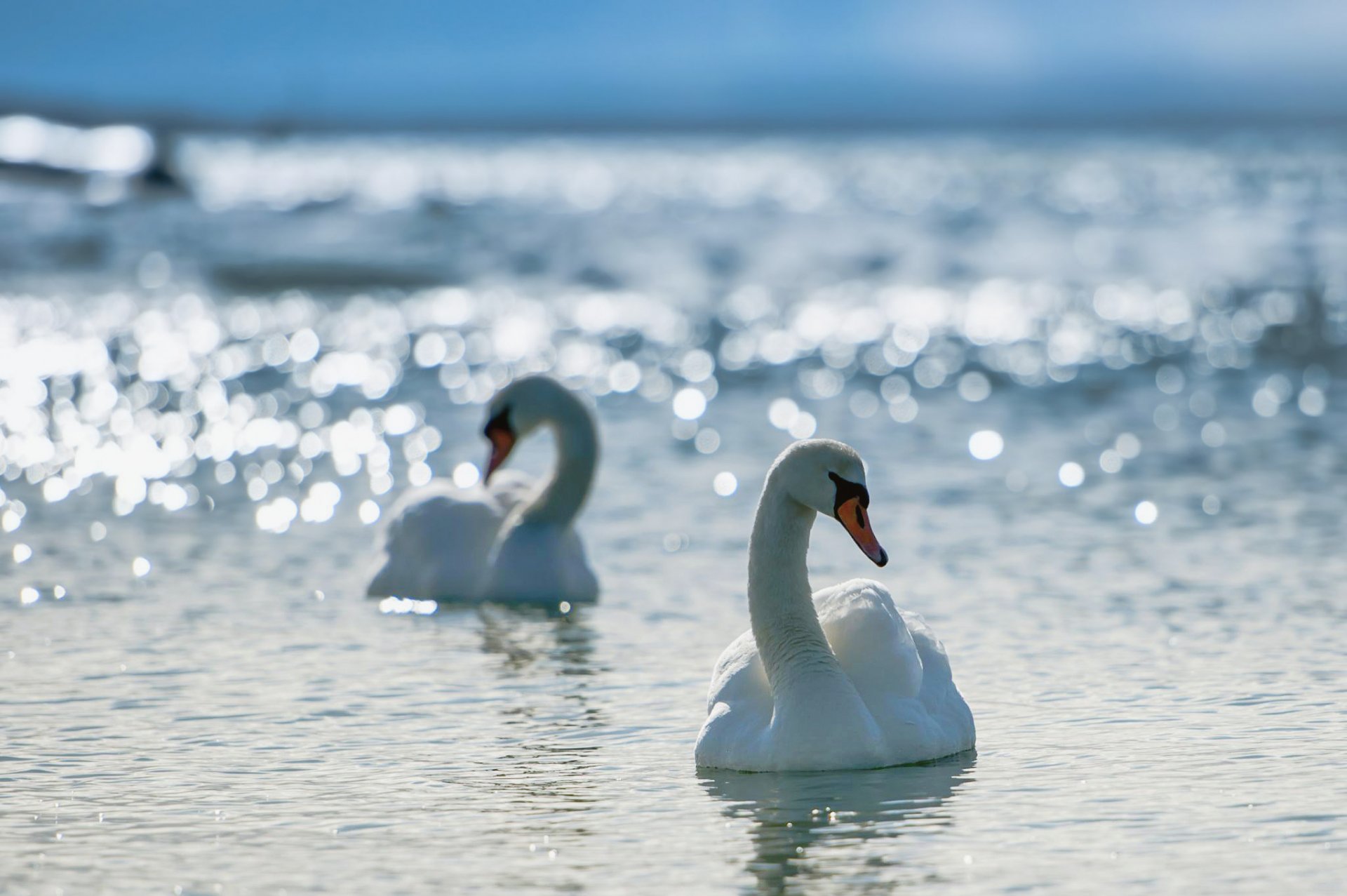 cisnes agua reflejos