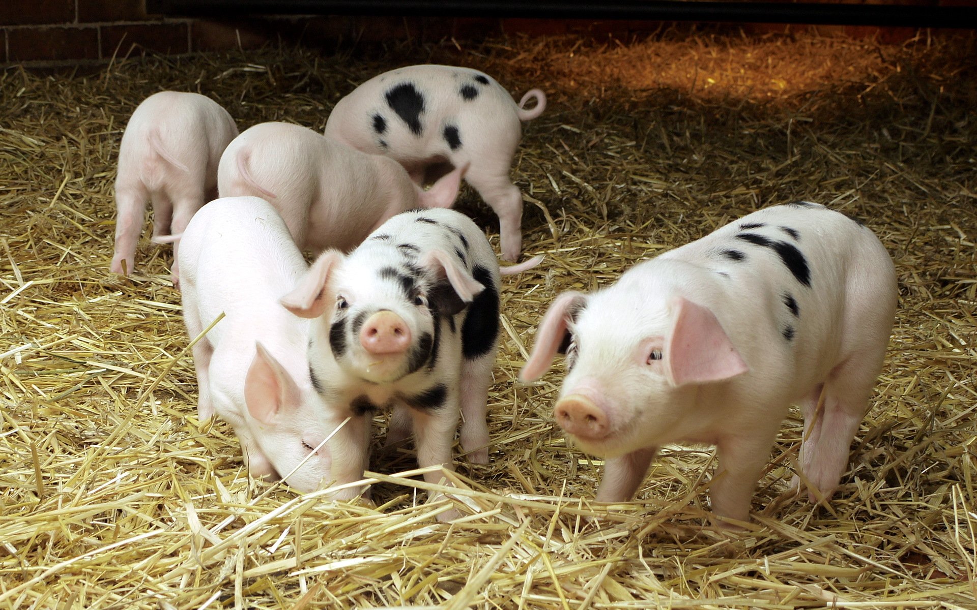 pigs barn hay