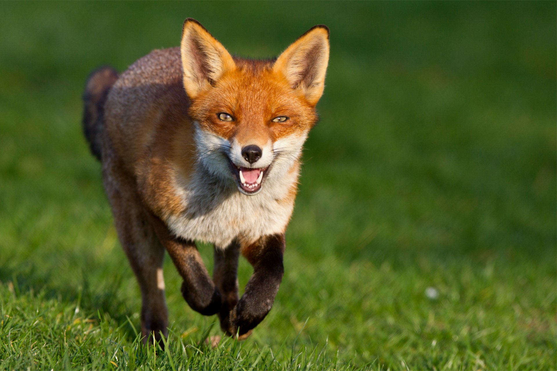 fuchs fuchs rotschopf läuft schnauze schlau blick gras grün hintergrund