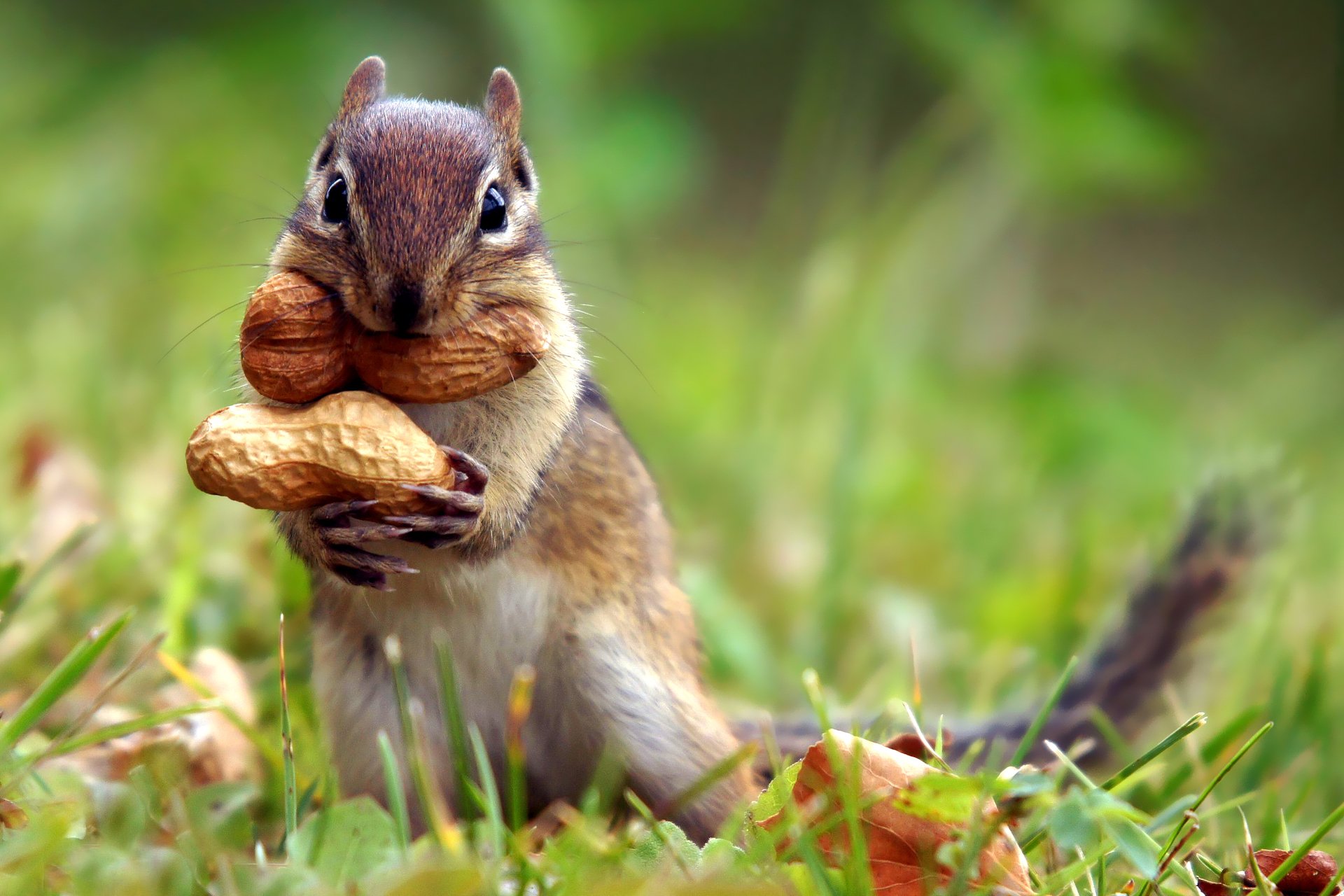 chipmunk parsimonioso arachidi erba