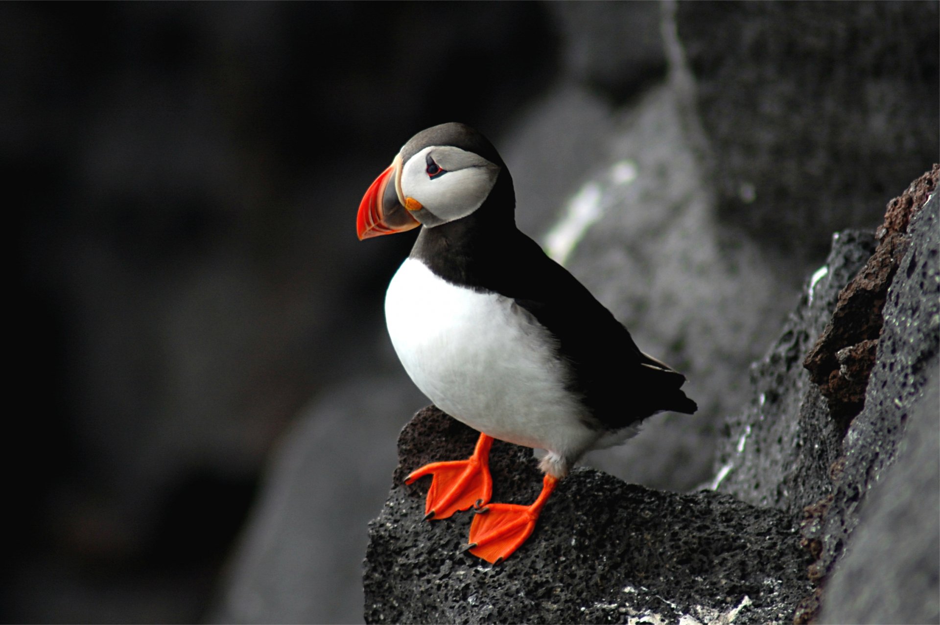 poultry atlantic puffin fratercula arctica puffin rock