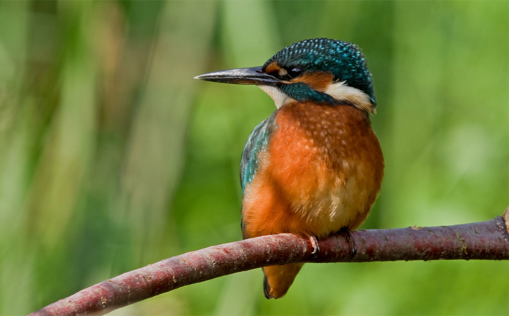 vogel zweig gewöhnlicher eisvogel angeln eisvogel alcedo atthi