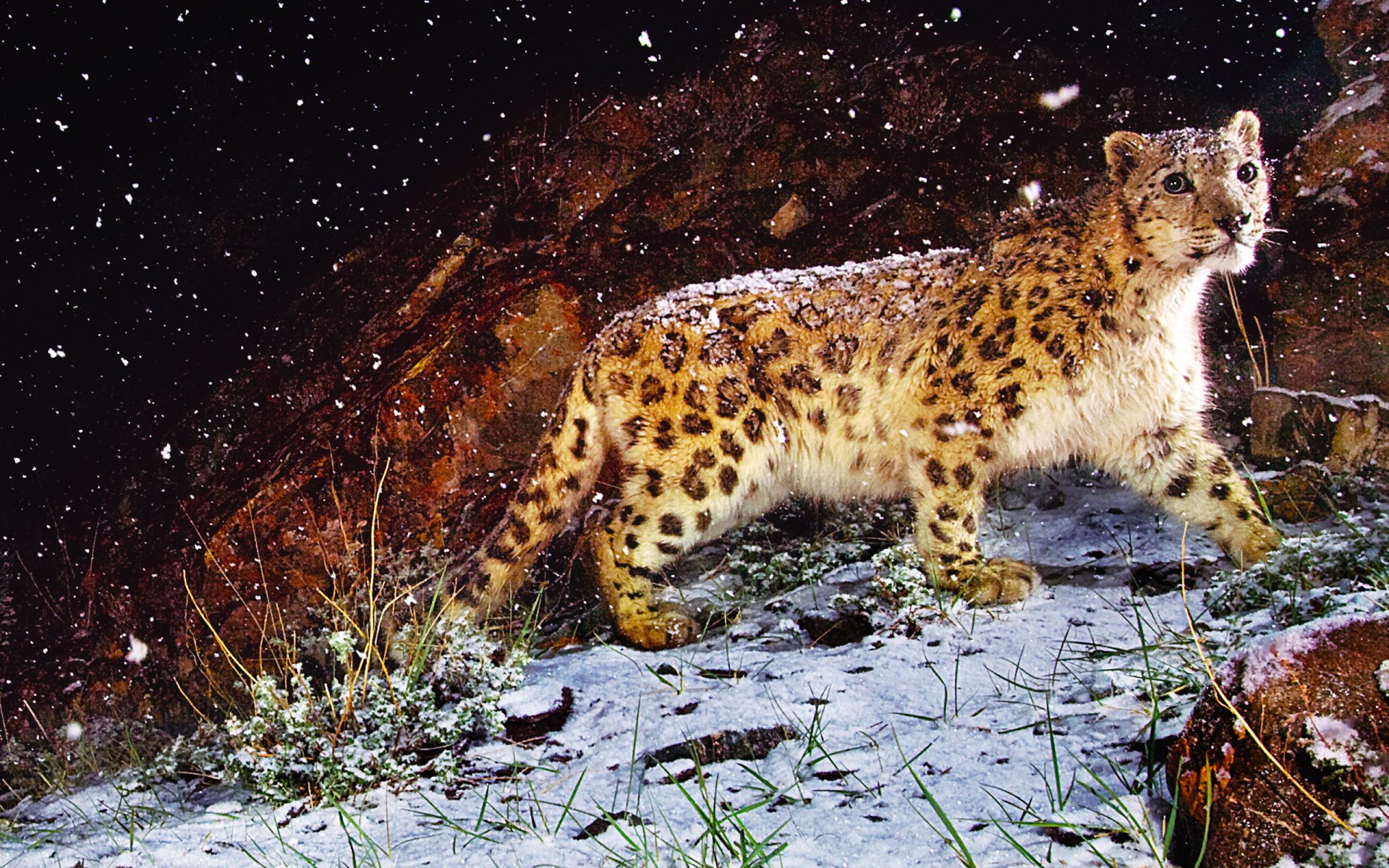 modello leopardo bestia neve vista erba pietra notte