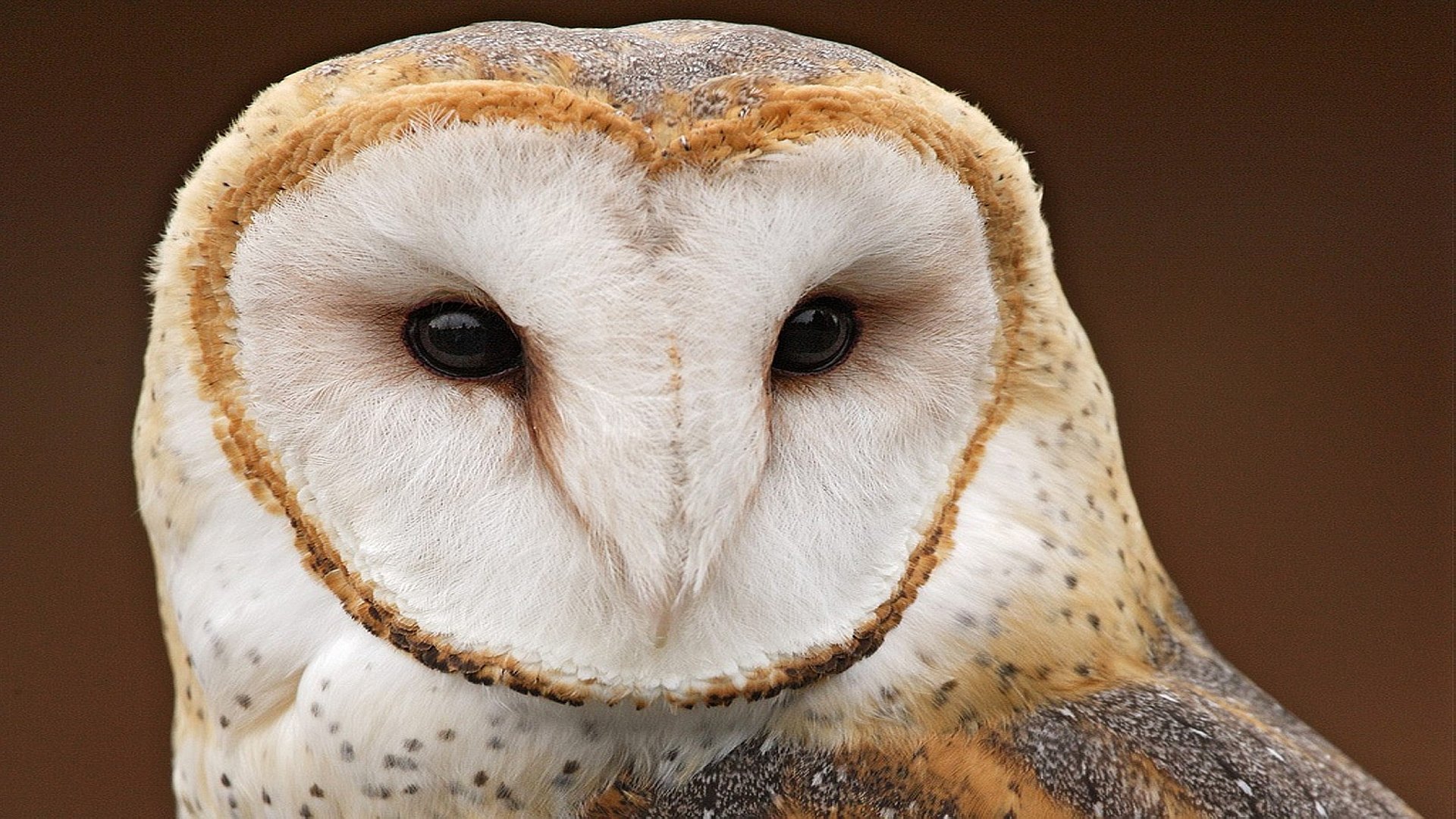 owl poultry view brown background