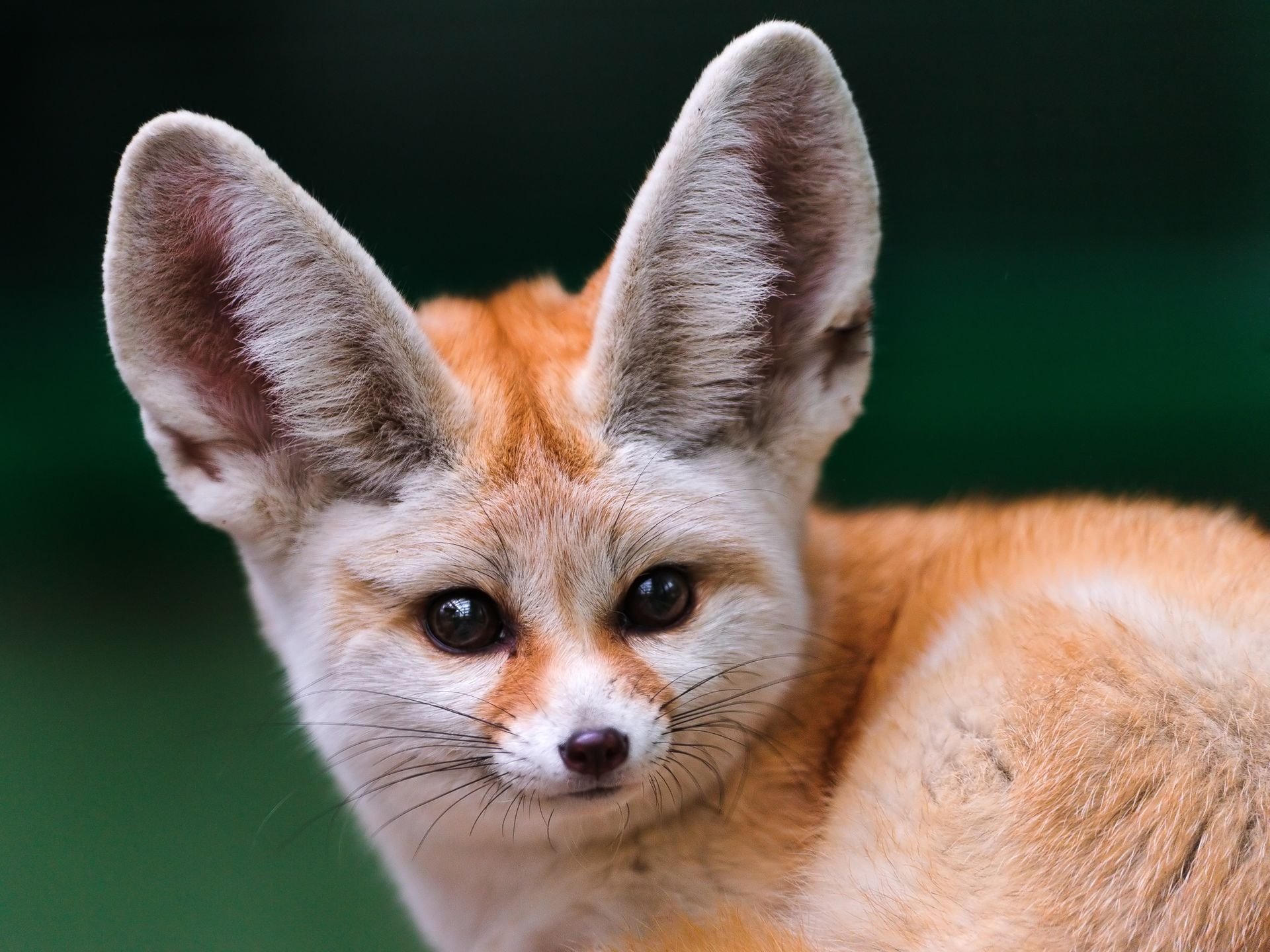 renard fenech museau grandes oreilles regard