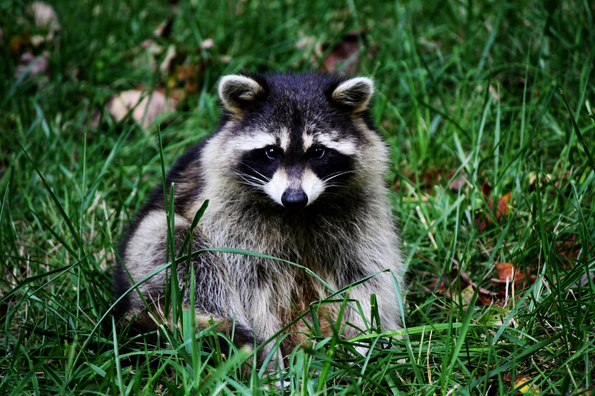 raccoon sitting grass bow snout ear