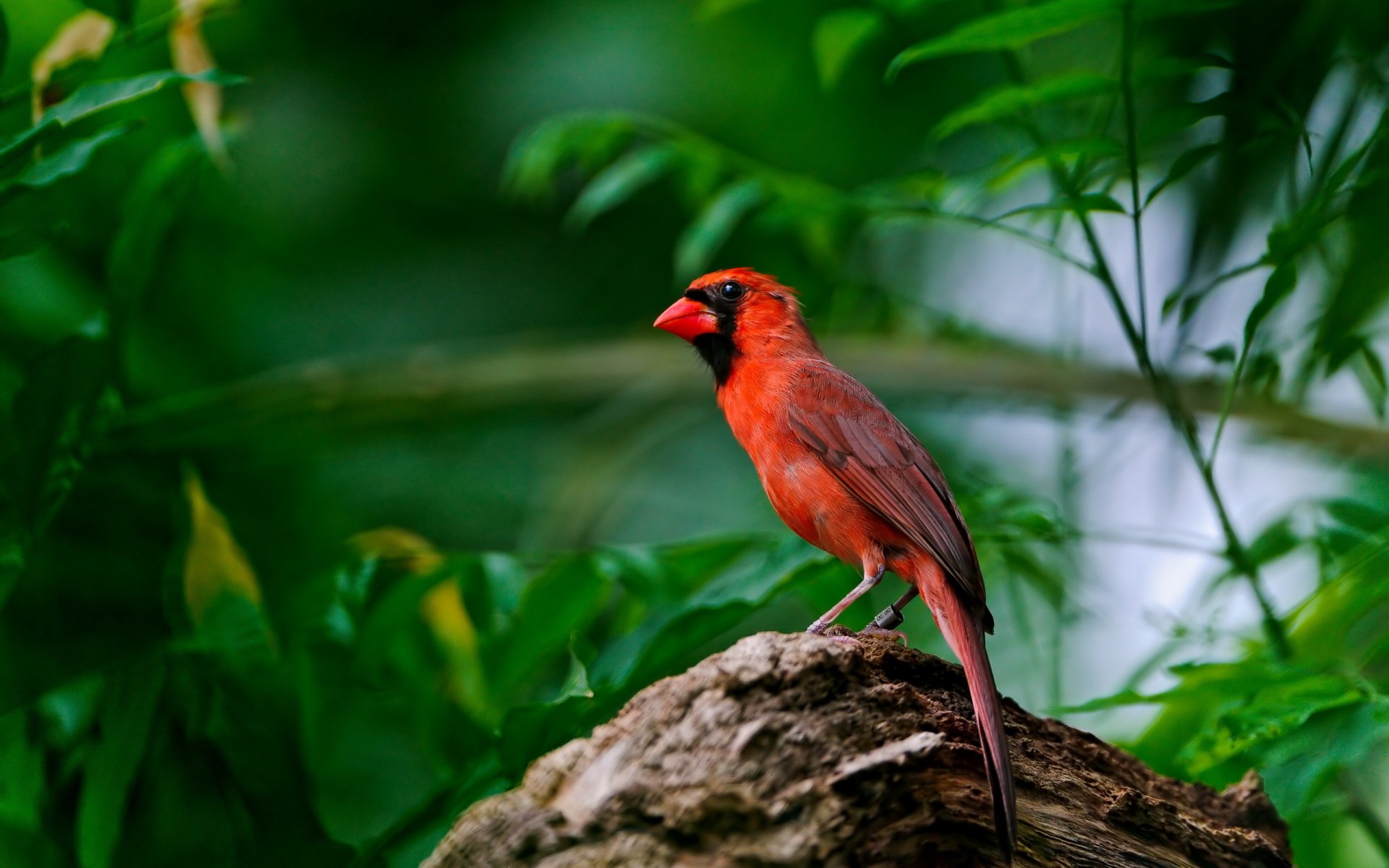 pájaro naturaleza fondo