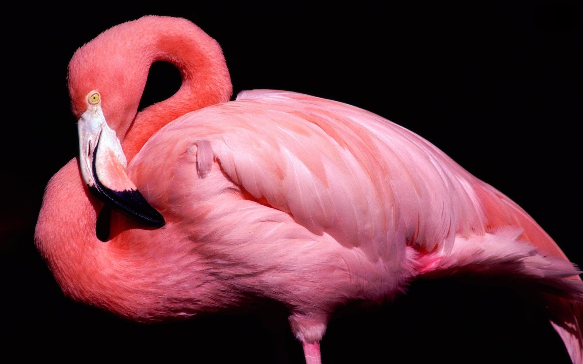 poultry flamingos pink beak black background