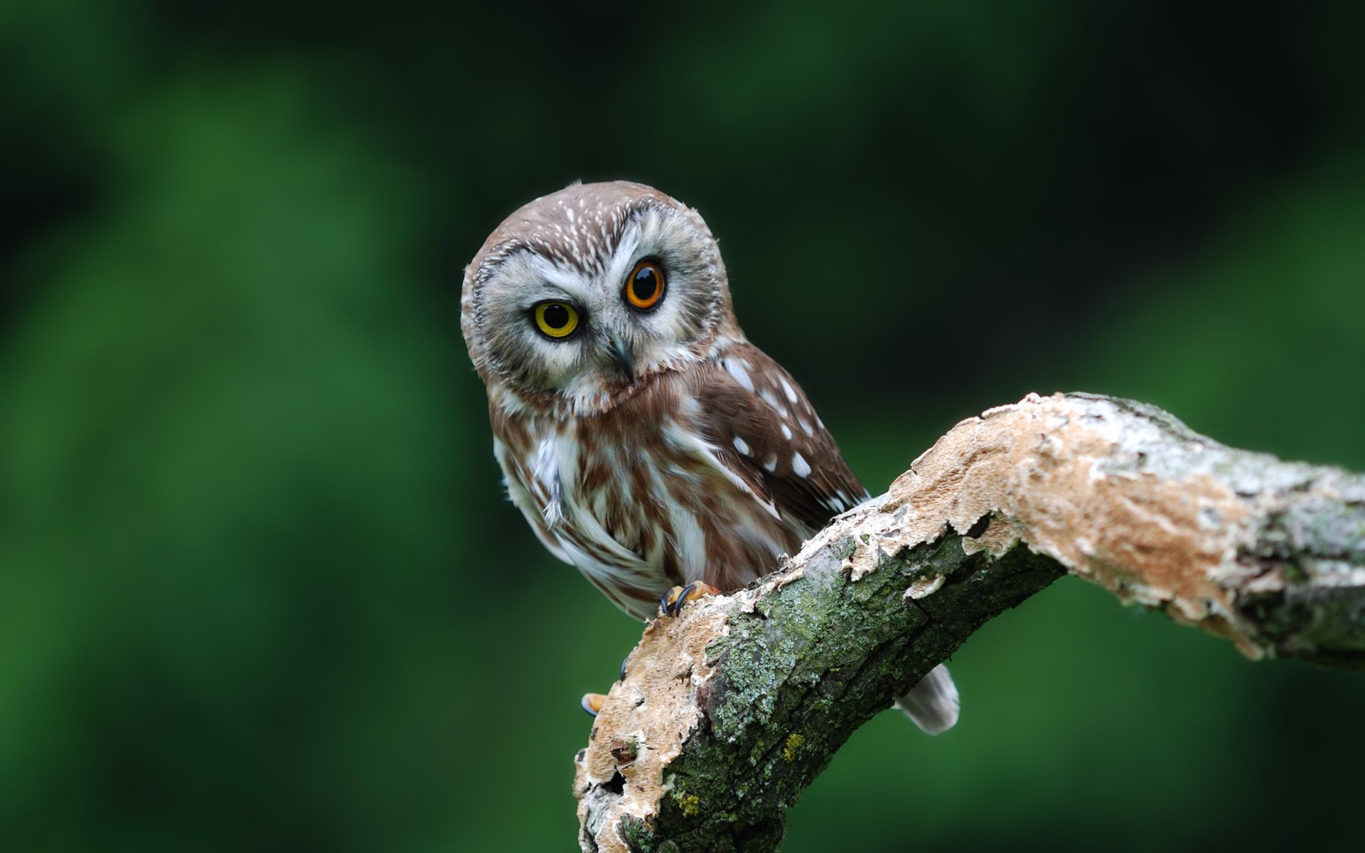 poultry owl big-eyed branch