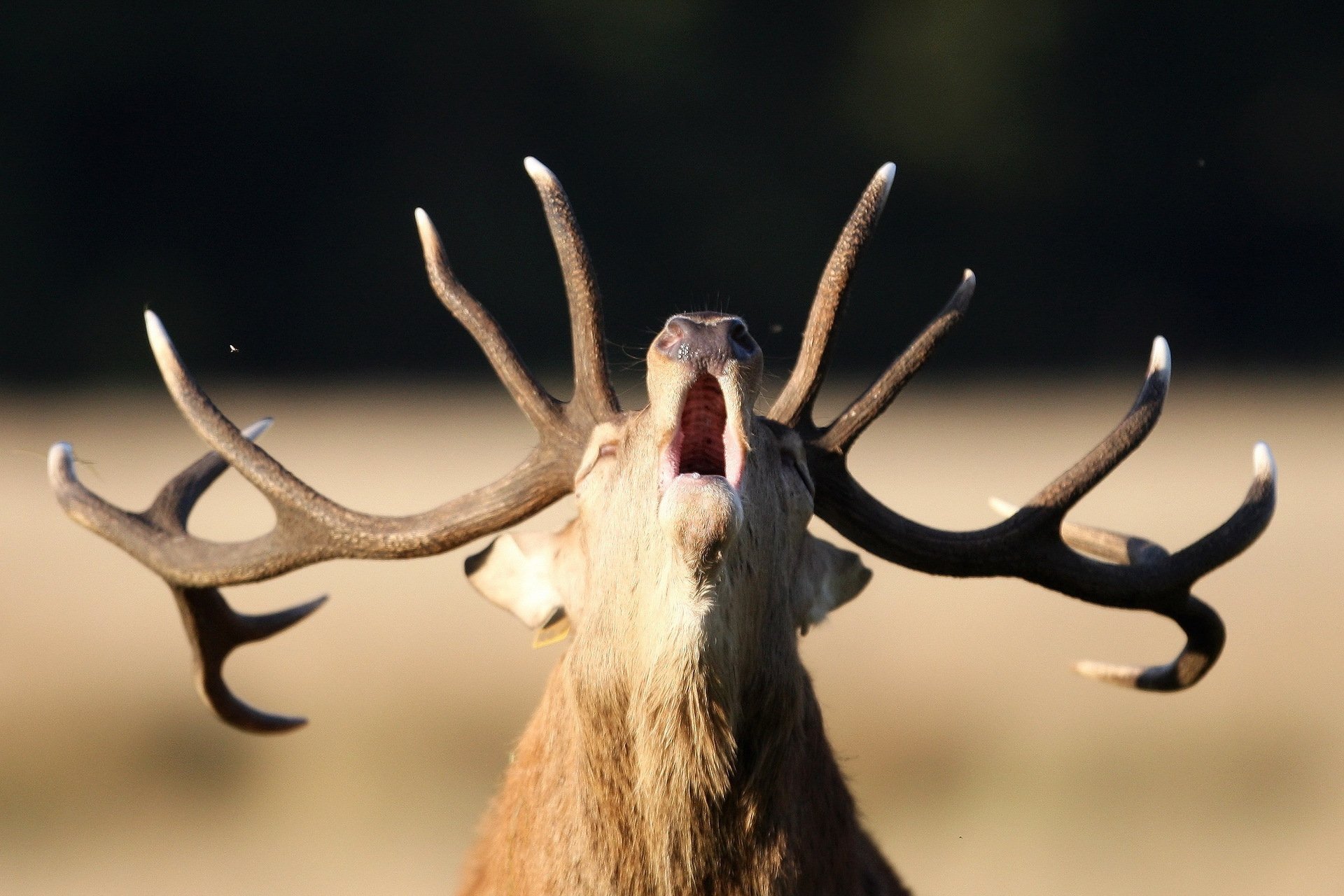 reindeer nature horn