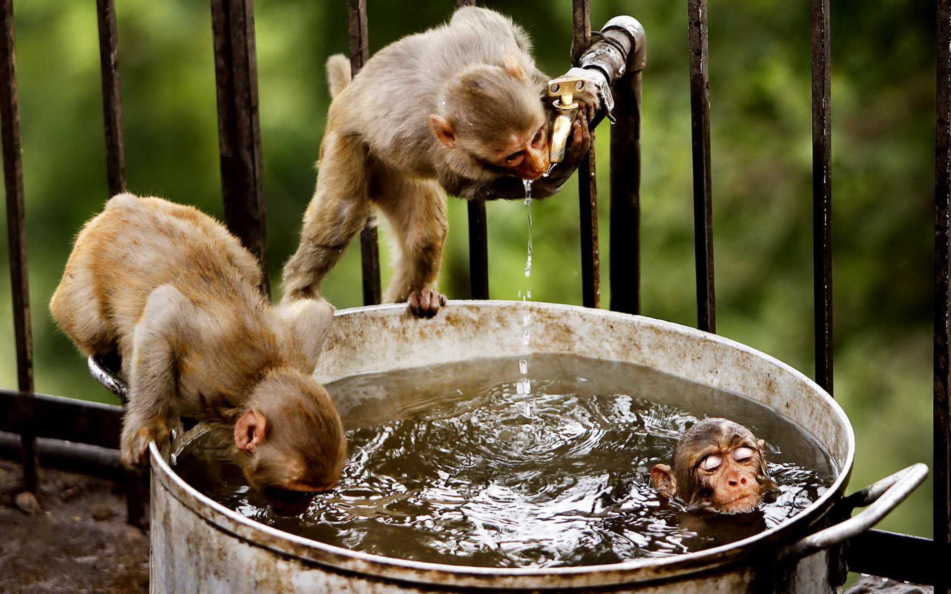 monos agua naturaleza