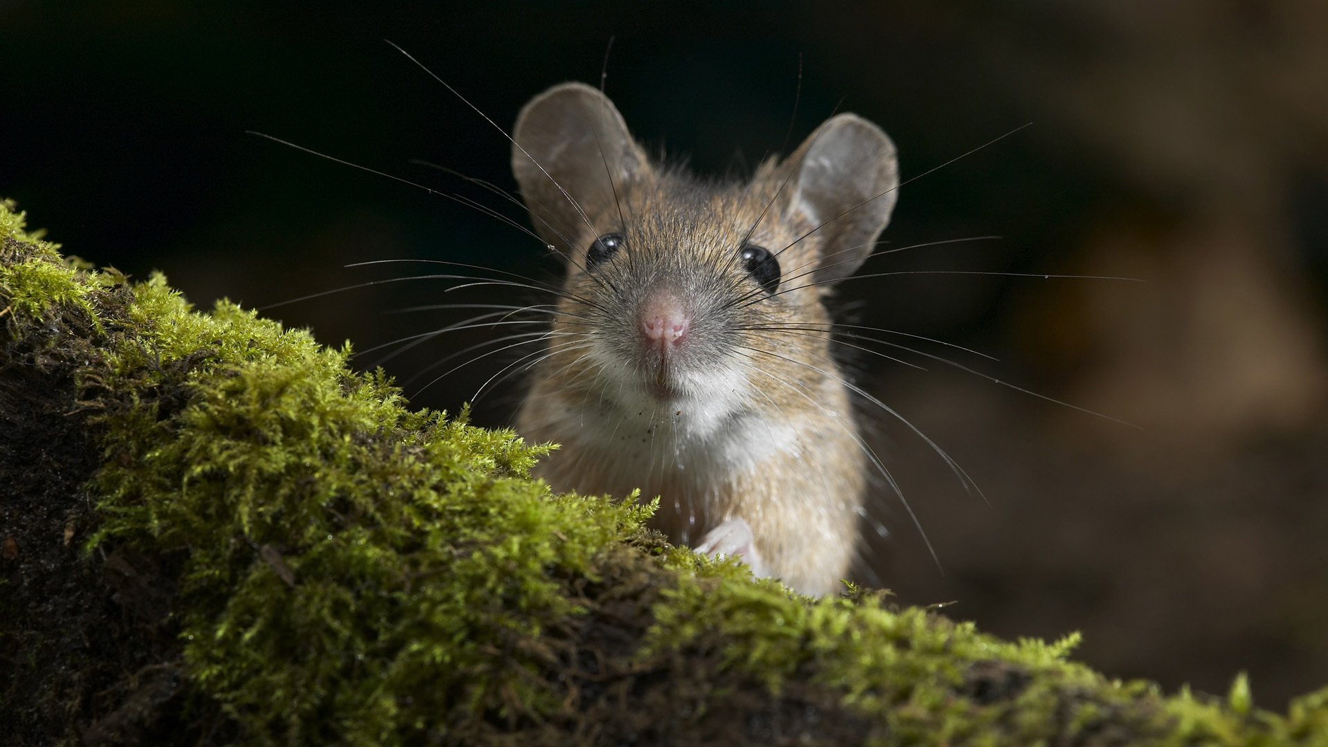 maus maus balken moos maulkorb nagetier makro