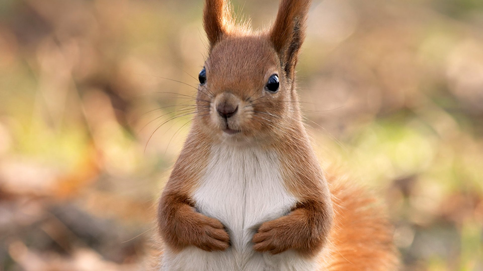 protein animals close-up forest beautiful