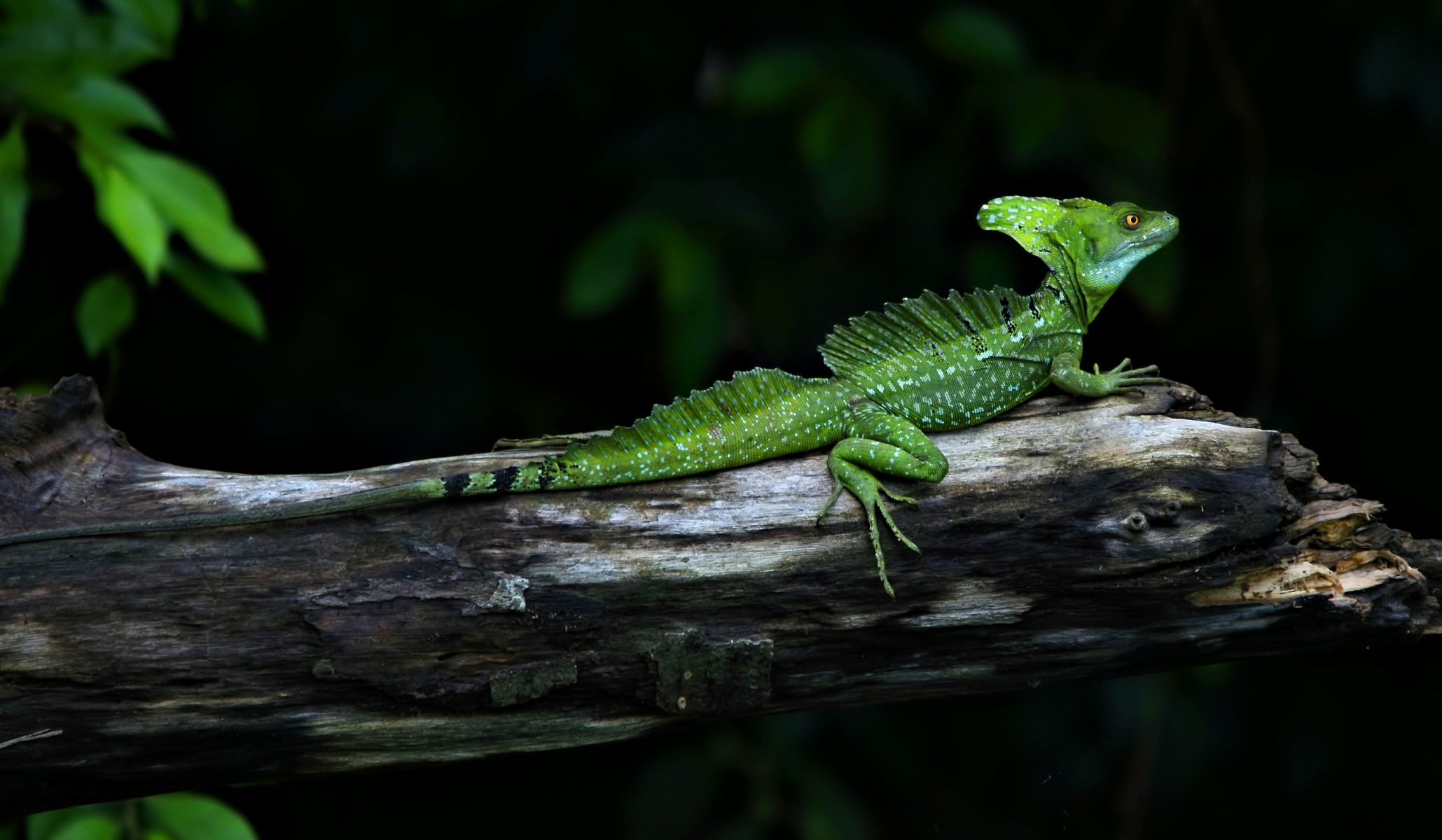 basilisken eidechse grün tiere reptil zweig