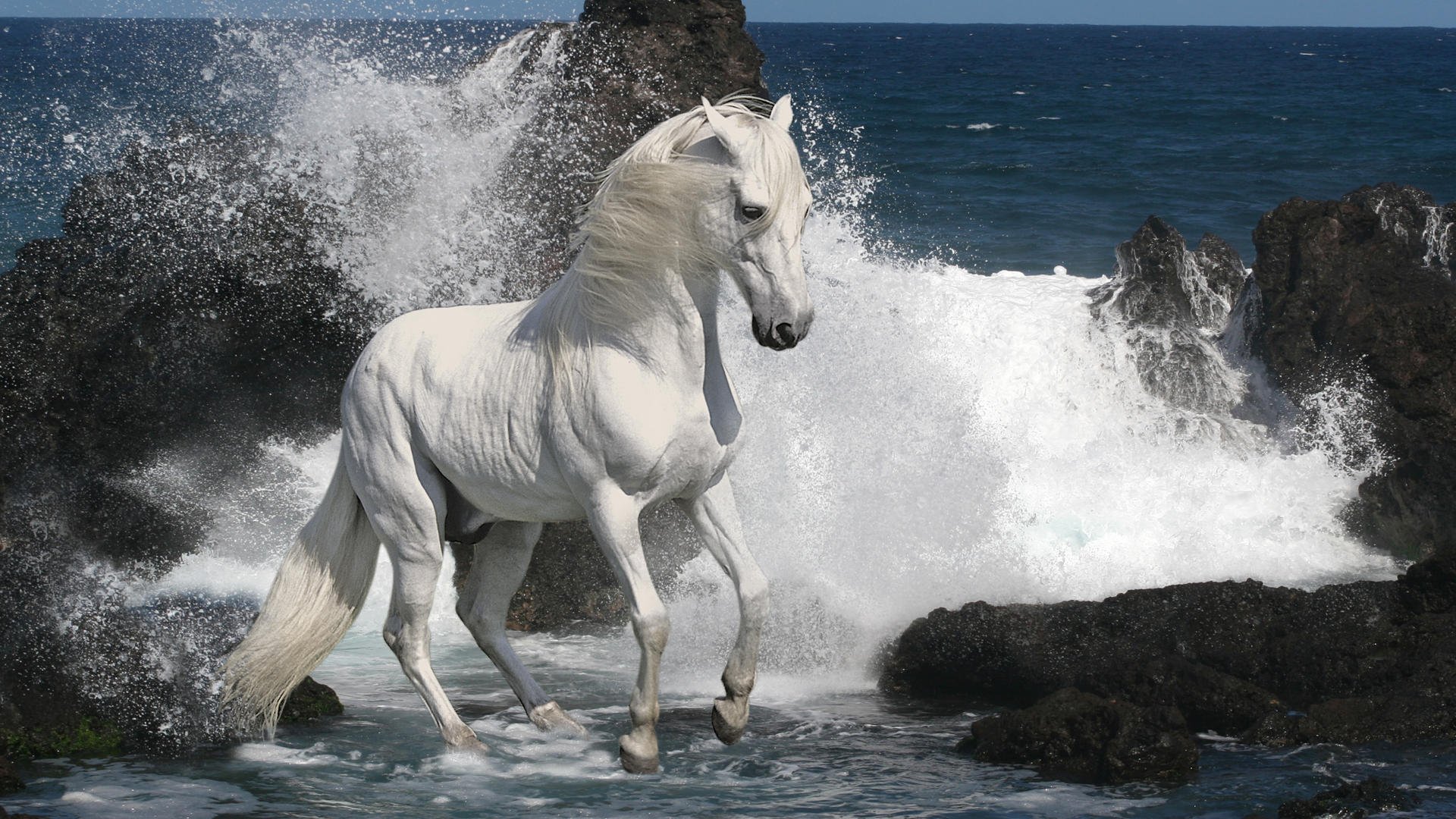 caballo semental corcel blanco gris mar piedras rocas olas espuma melena pezuñas