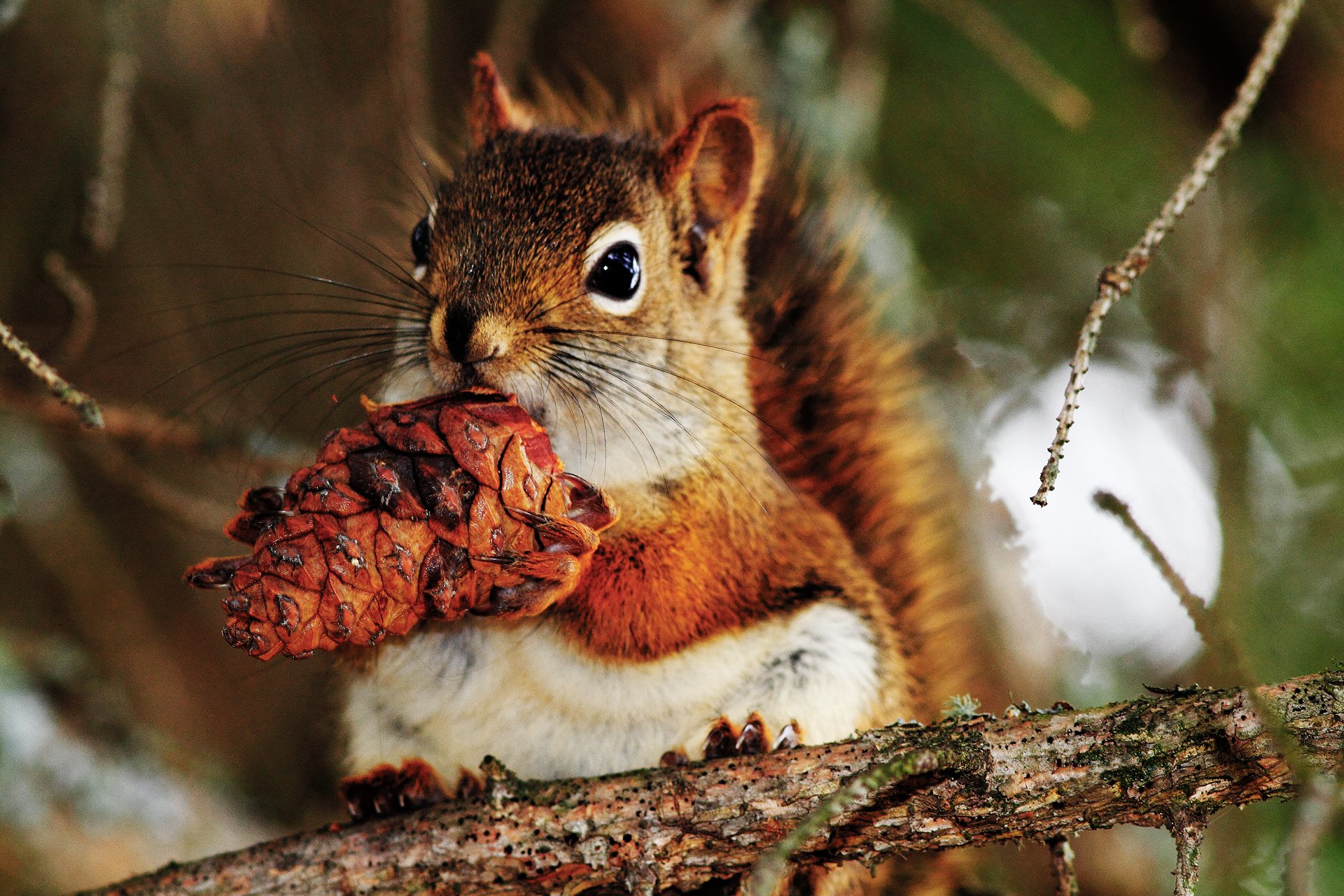 eichhörnchen zweige baum tannenzapfen in den beinen