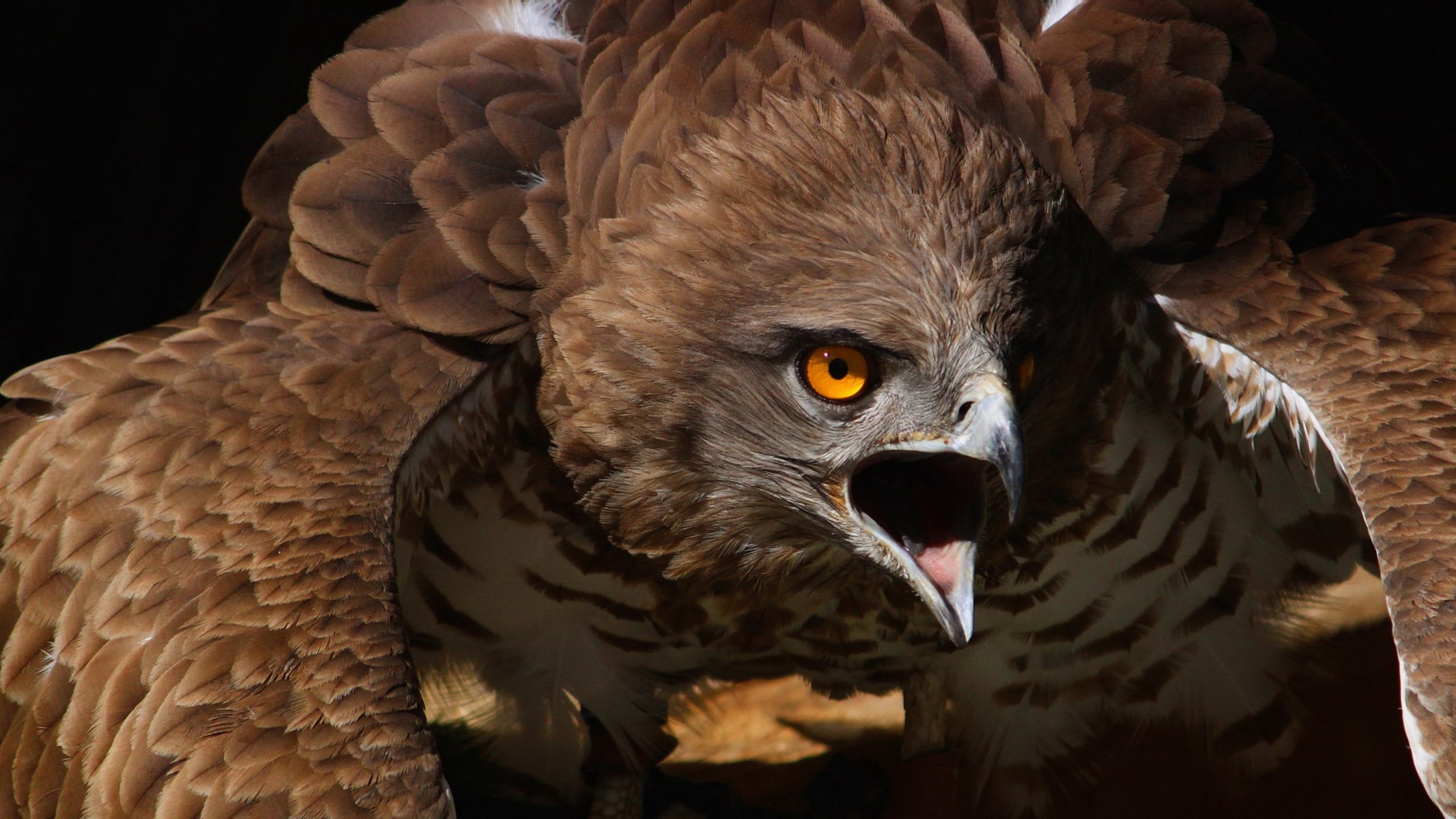 ilveryhawk poultry nature background