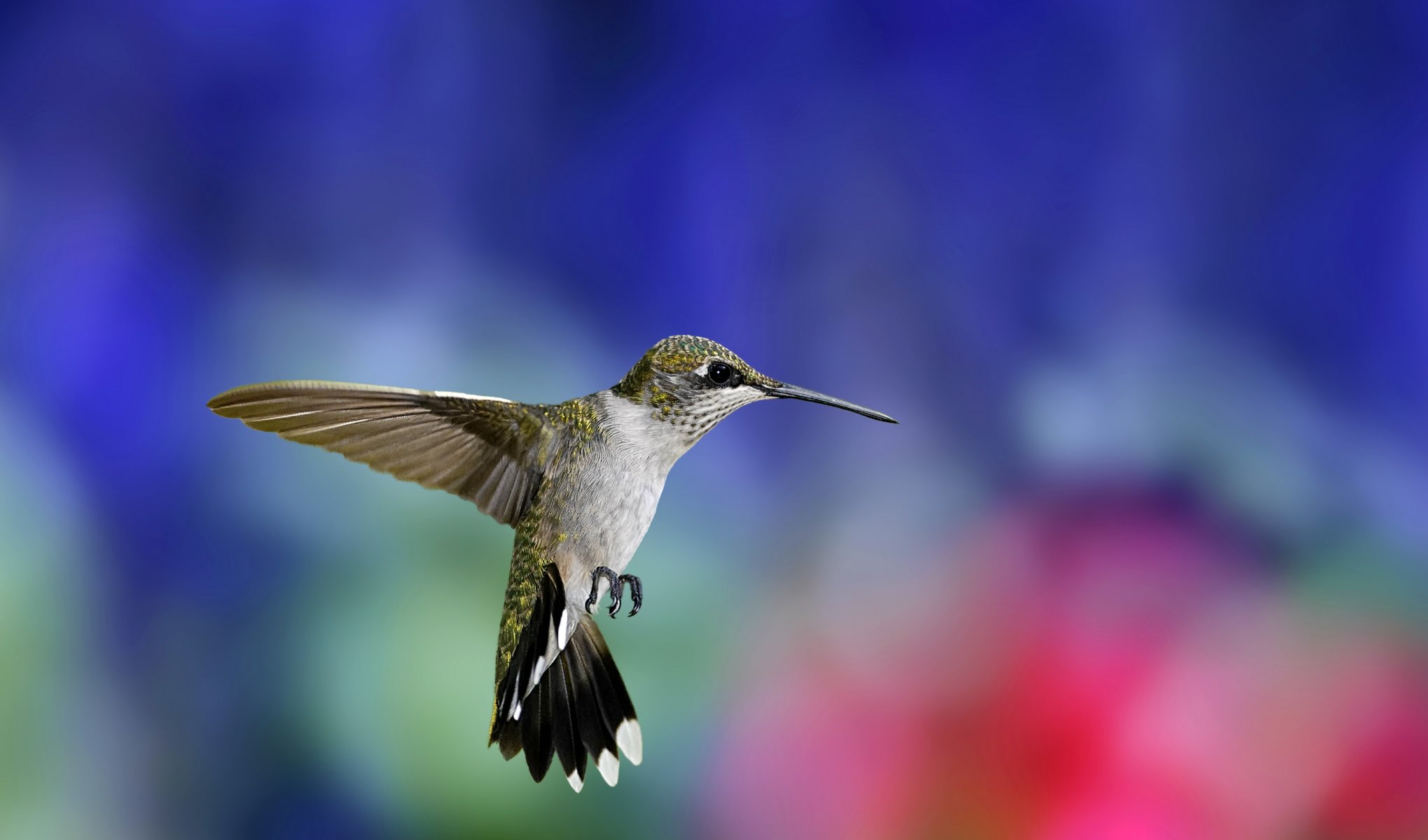 hummingbird poultry bird flight wings wag multicolored background blur