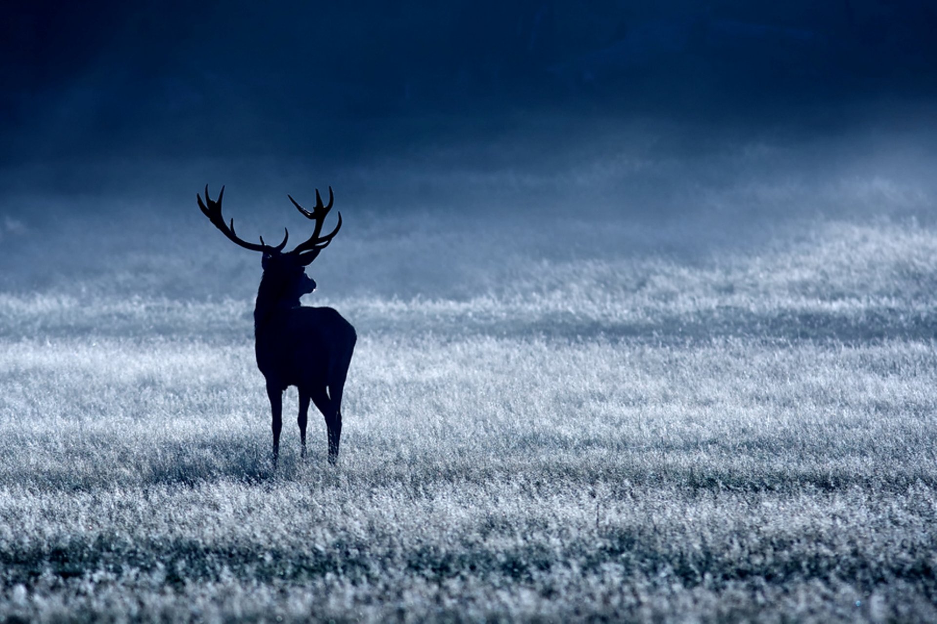 cerf noble bleu blanc