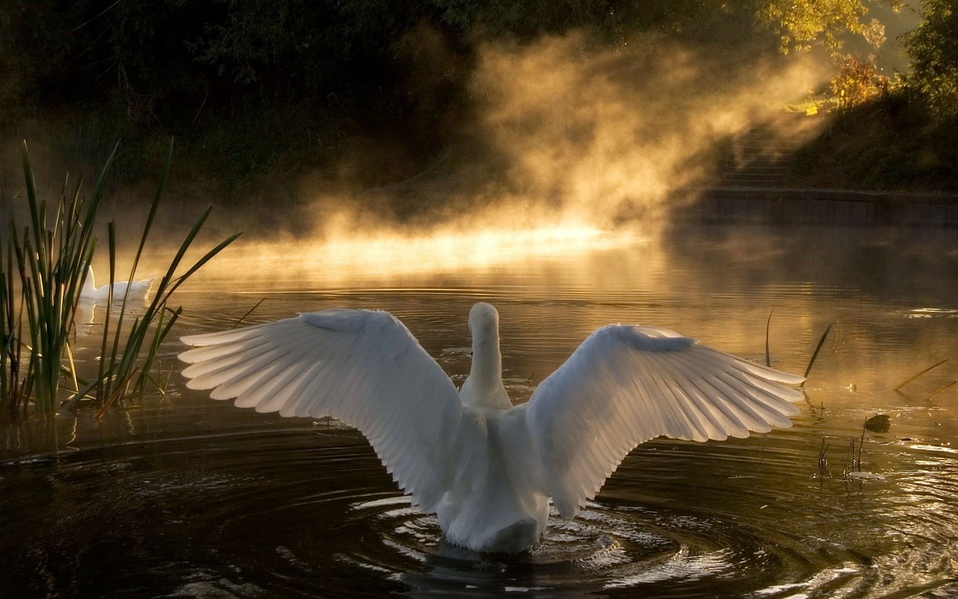 lago blanco cisne alas aleteo plumas luz rayos niebla