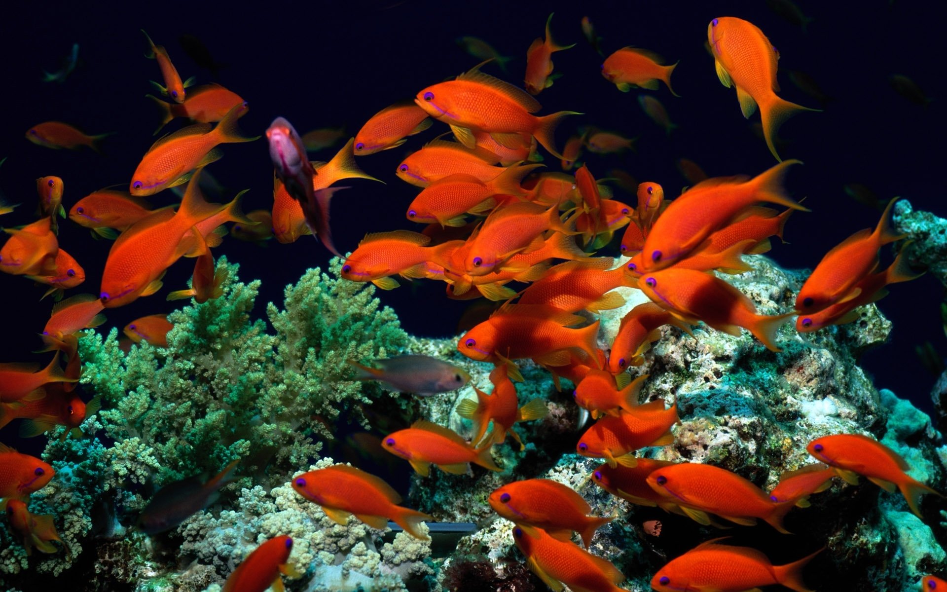submarino mundo peces rojo algas corales