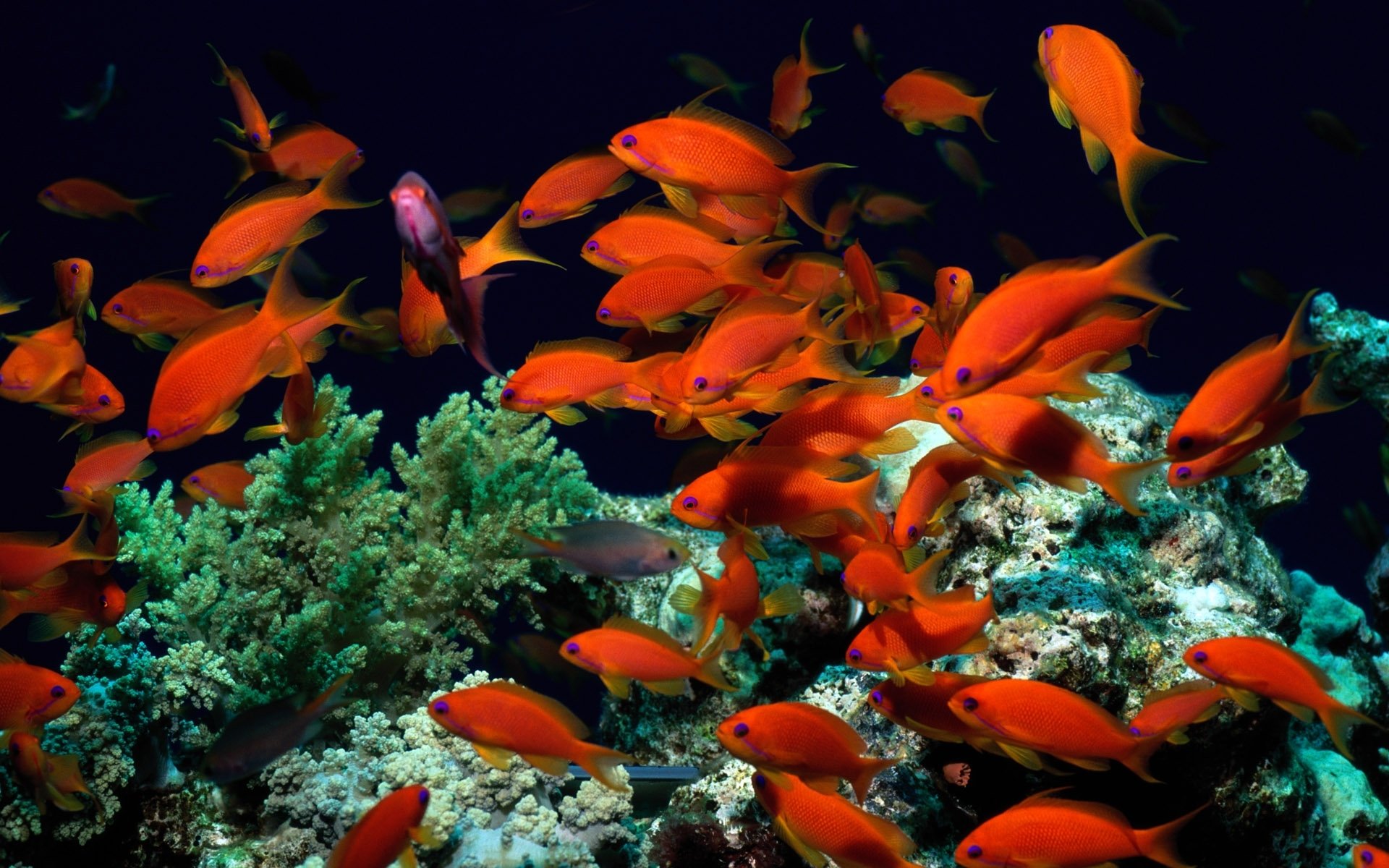 sott acqua mondo pesci rosso alghe corallo