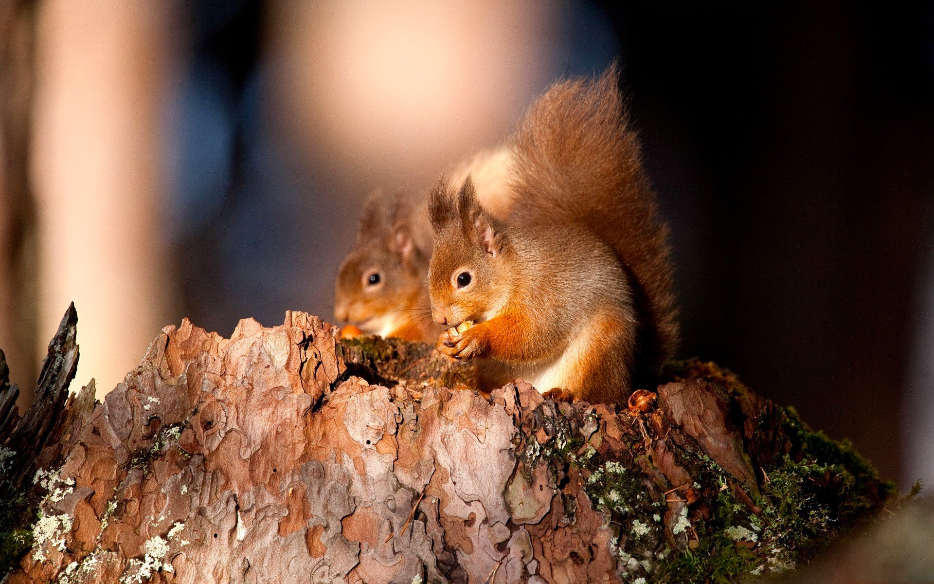 eichhörnchen wald stumpf tier moos rinde nuss