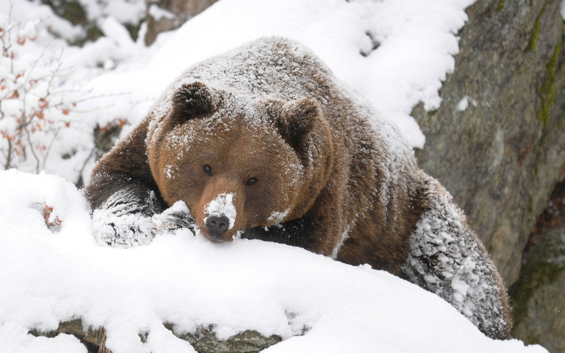 oso grizzly invierno