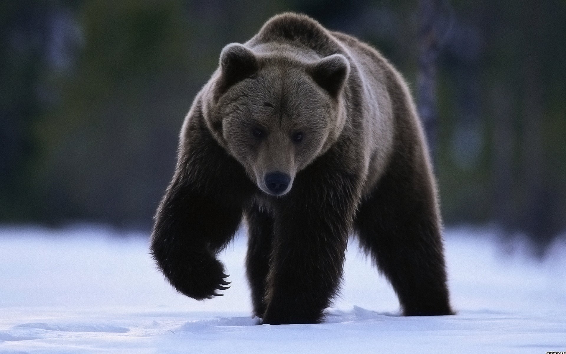 schnee bär blick pfote