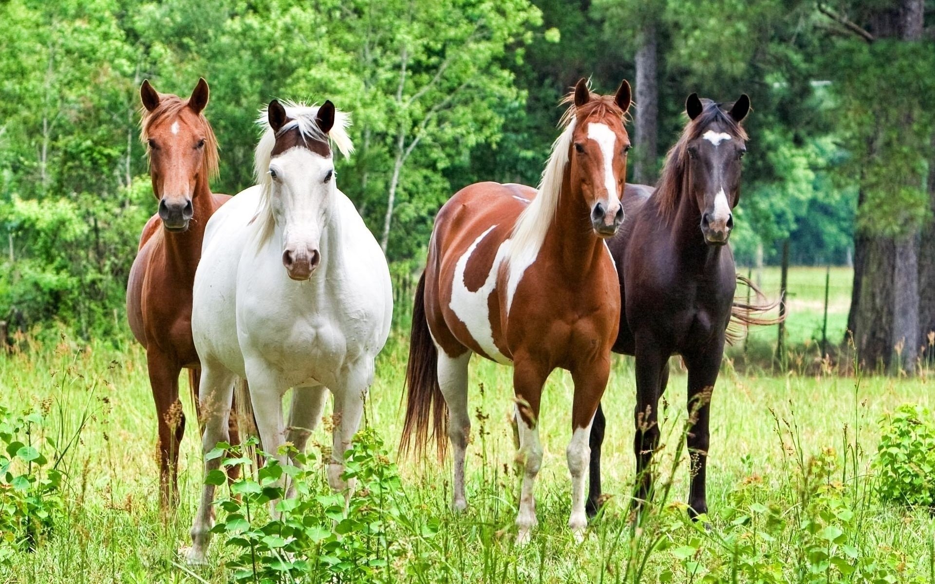 pferde schön pferde hengste hengst pferd rennpferde rennpferd tiere natur bäume wald gras