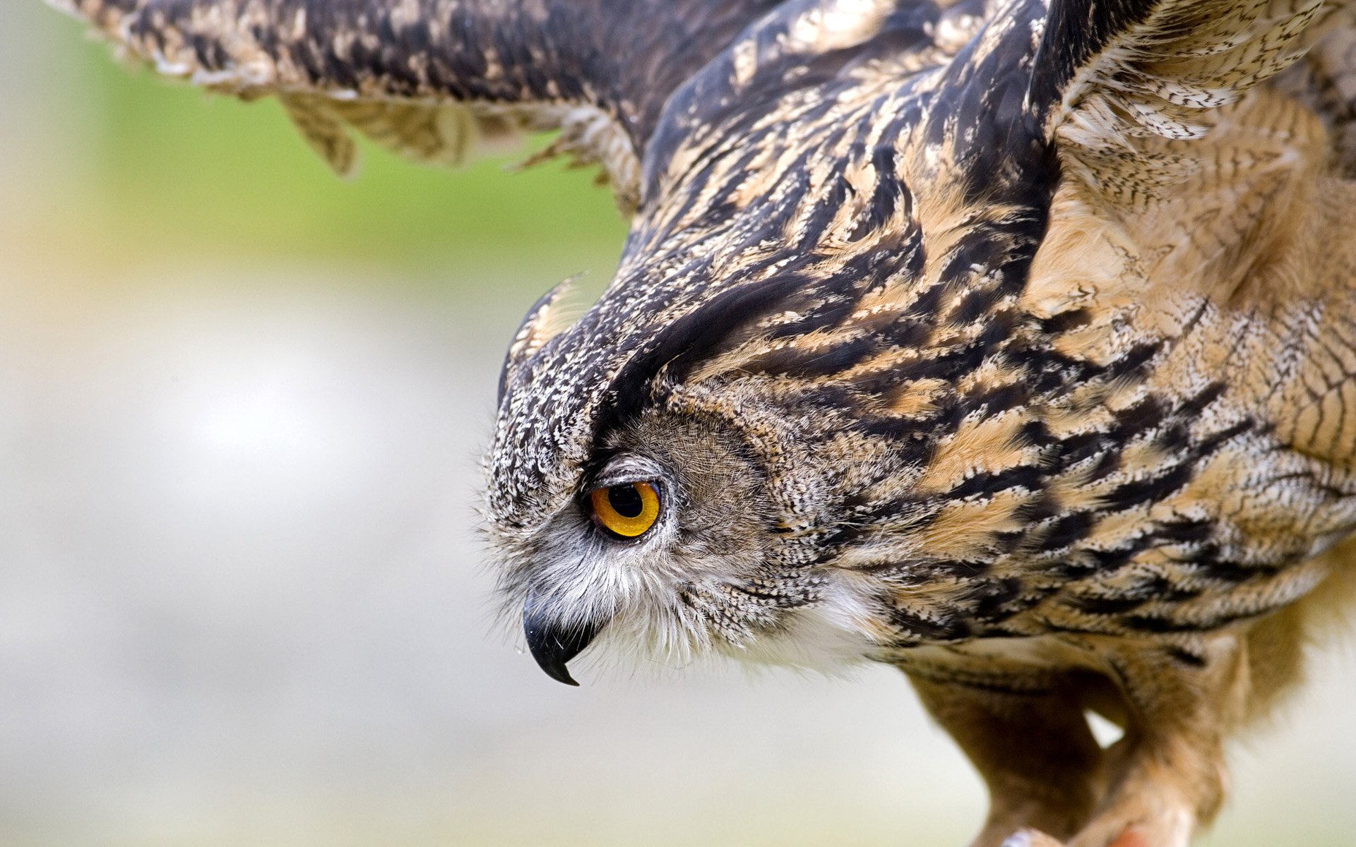 vogel eule eule flügel makro fliegen