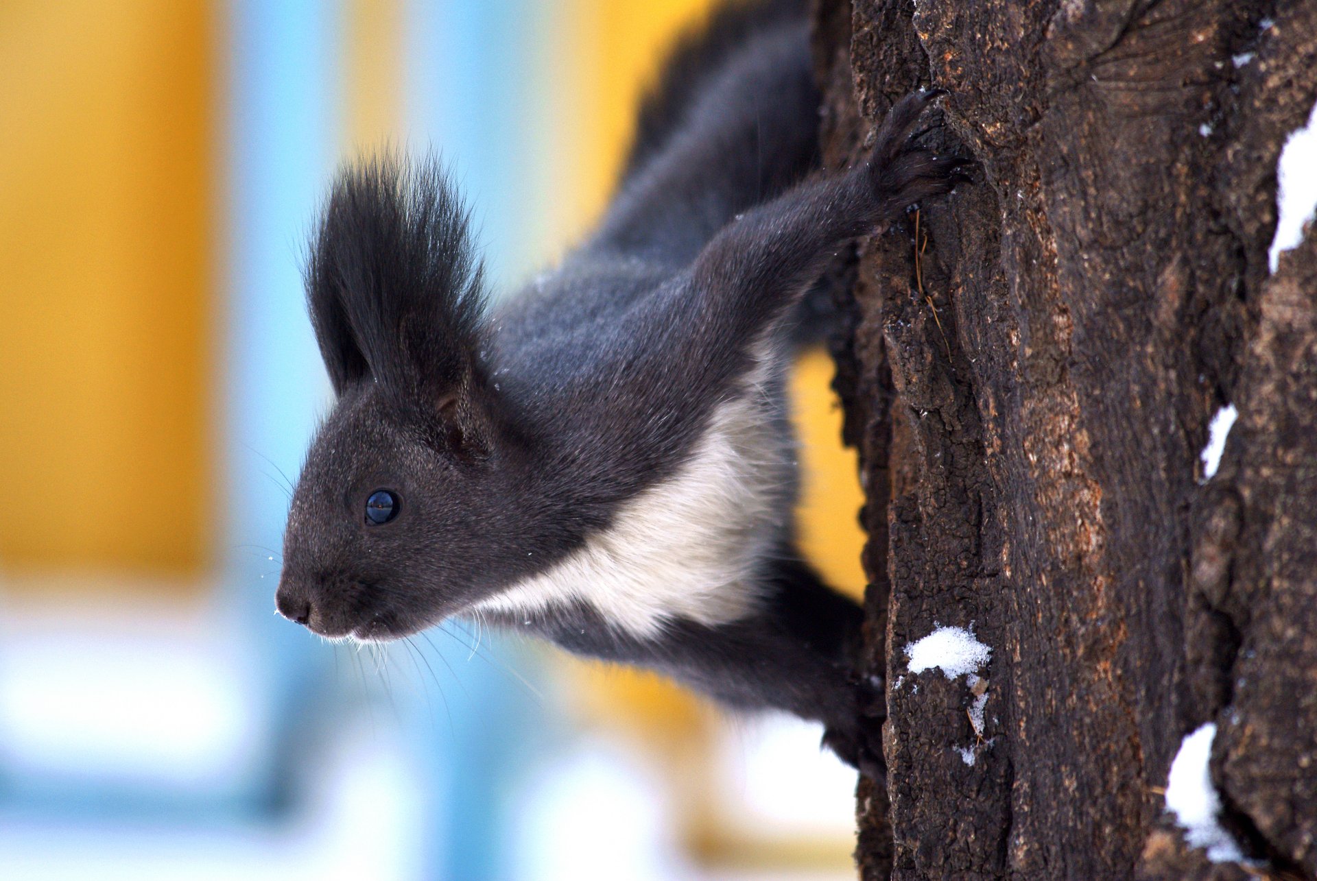 eichhörnchen auf einem baum ein blick