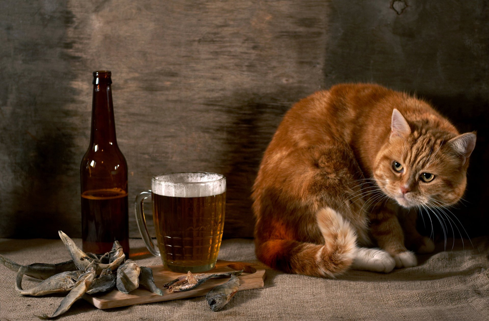 roux chat suspect poisson bouteille bière toile de jute mur