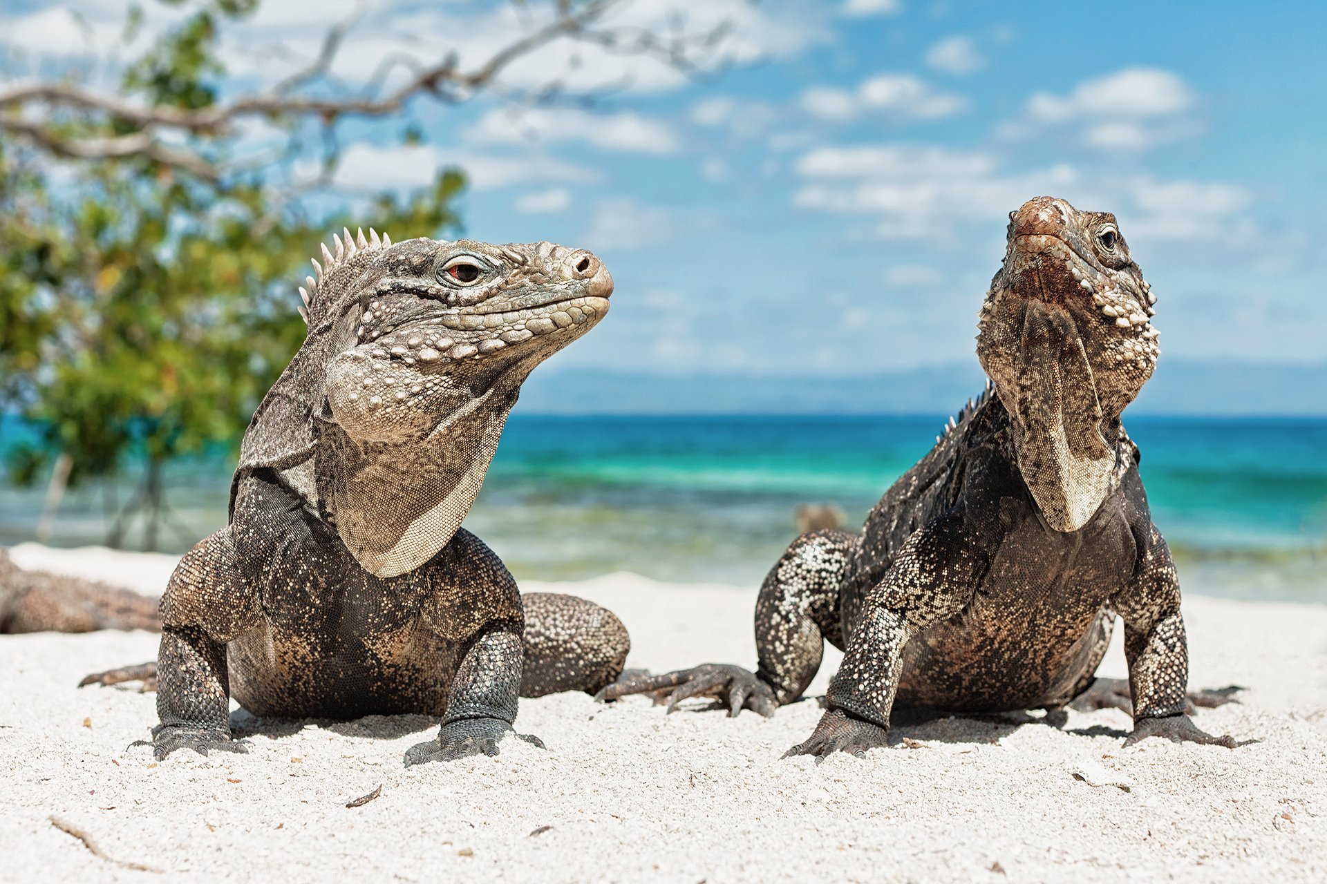 iguana lagarto animales playa cuba