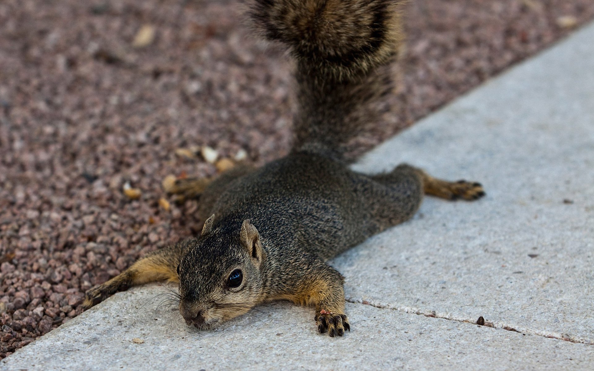 scoiattolo sciurus roditore