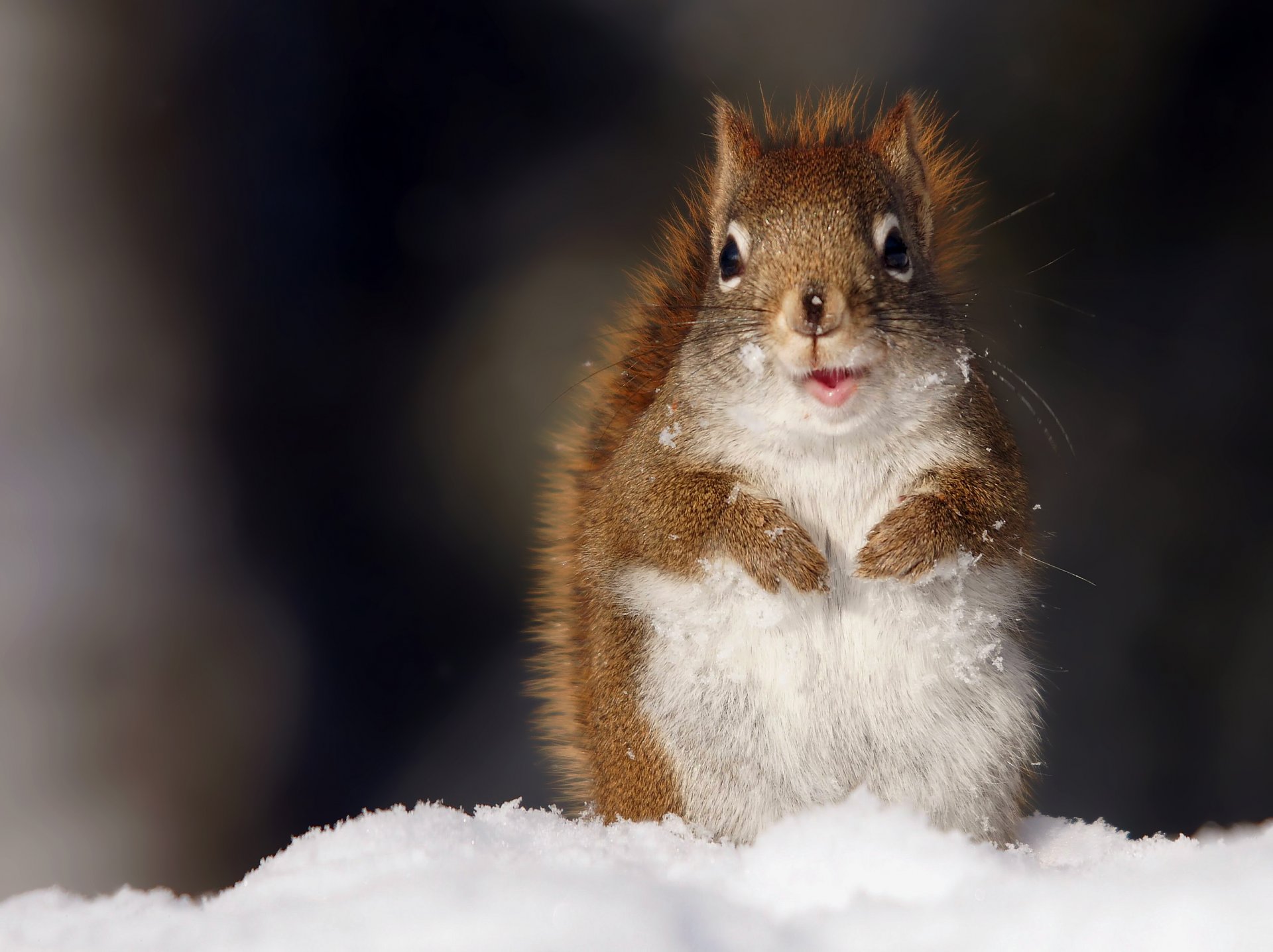 écureuil neige regarde