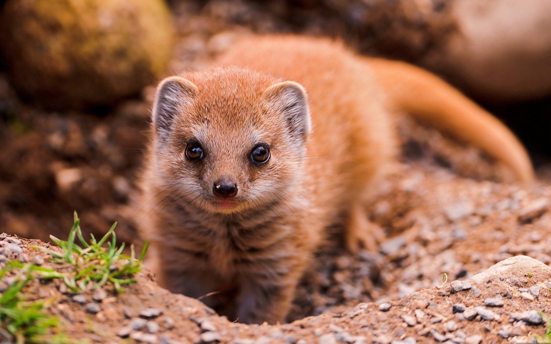 mongoose animals view